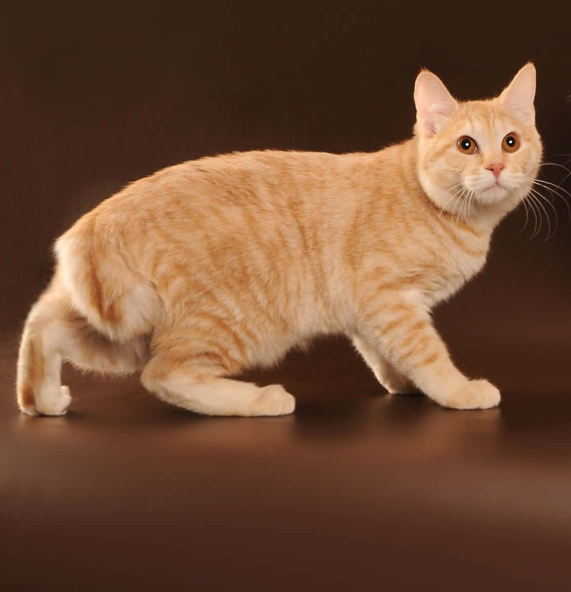 Kurilian Bobtail 桌布 壁紙 — 一隻薑黃色虎斑貓，擁有引人注目的琥珀色眼睛，在相配的背景襯托下，自信地走過濃郁的棕色攝影棚地板。