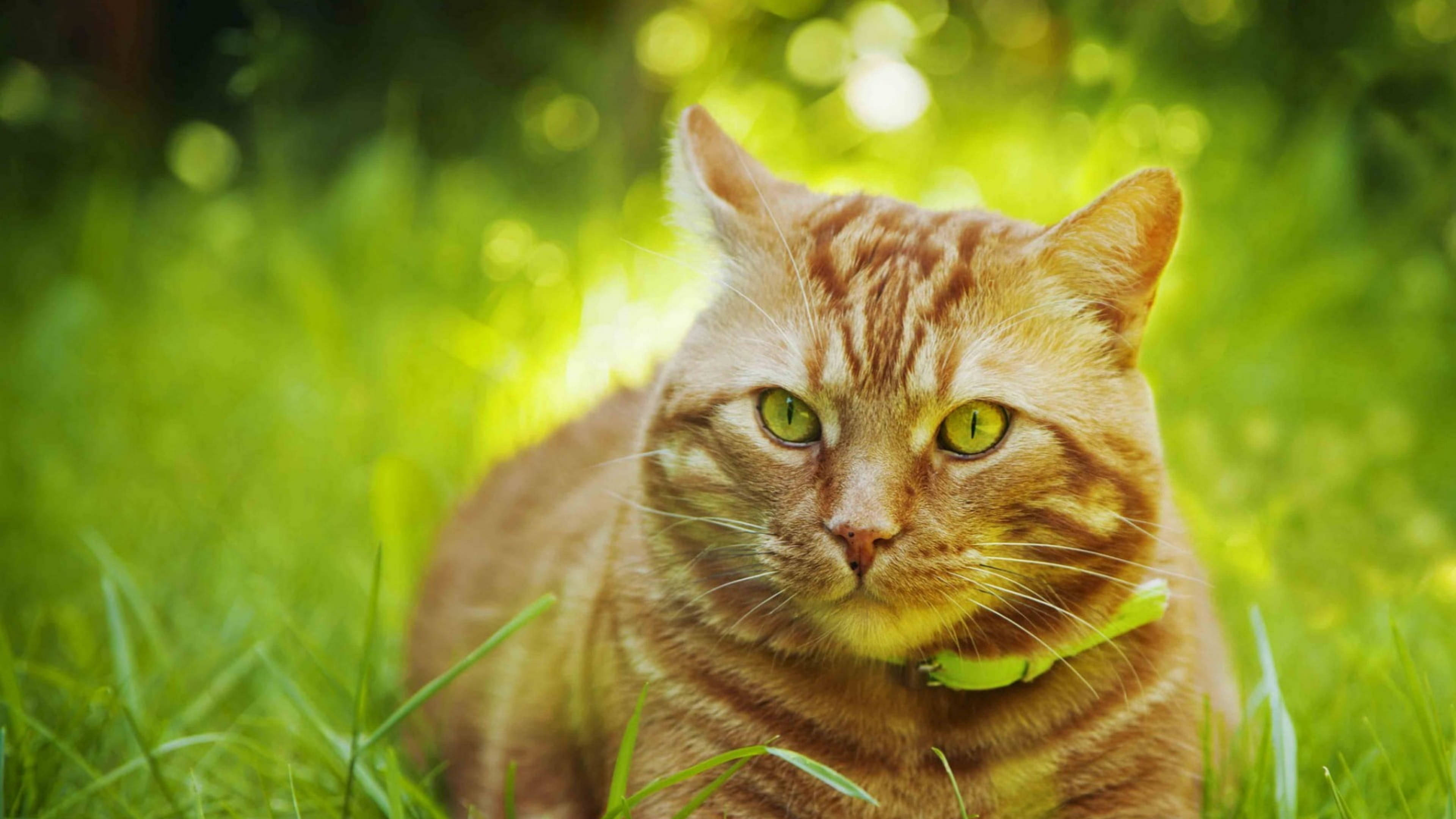 Cute Cat HD 桌布 壁紙 — 一隻薑黃色虎斑貓，擁有引人注目的綠色眼睛，警覺地坐在陽光普照的綠色草地上，戴著一條亮綠色的項圈。