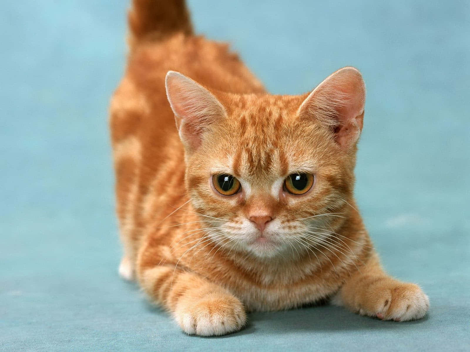 Manx Cat 桌布 壁紙 — 一隻薑黃色虎斑貓，有著寬大的琥珀色眼睛，警覺地躺在柔軟的藍色表面上，尾巴翹起，爪子收攏。