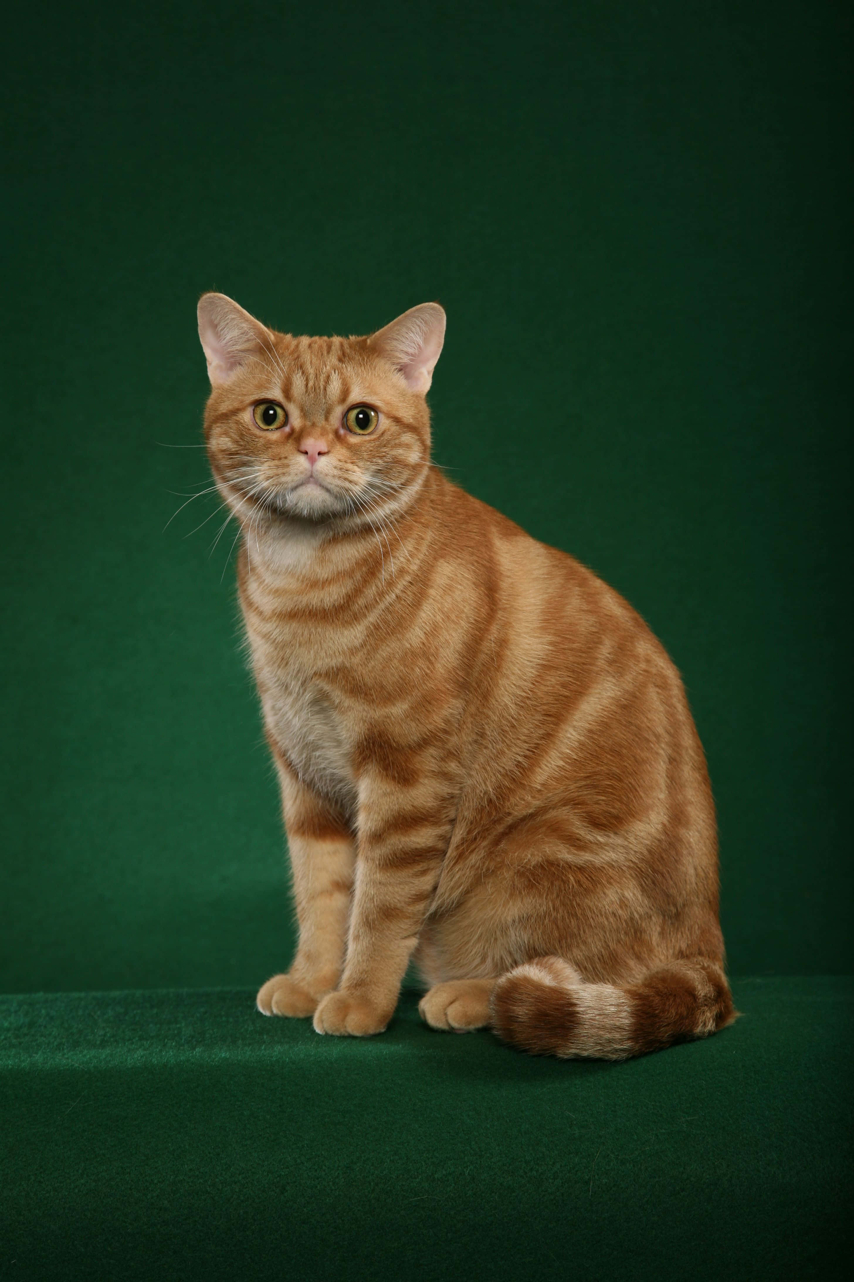 American Shorthair 桌布 壁紙 — 一隻薑黃色虎斑貓，有著引人注目的黃色眼睛，優雅地坐在深綠色天鵝絨表面上，背景與之相配。