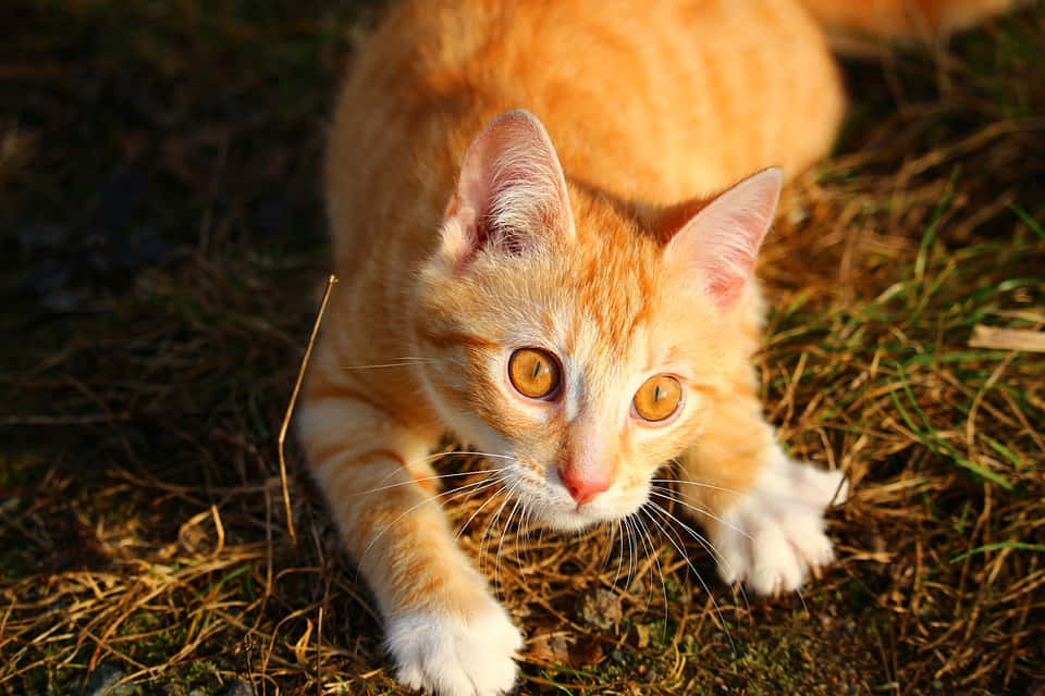 Red Cat 桌布 壁紙 — 一隻薑黃色虎斑貓，白色爪子，警覺地蹲伏在陽光普照的草地上，金色的眼睛鎖定觀看者。