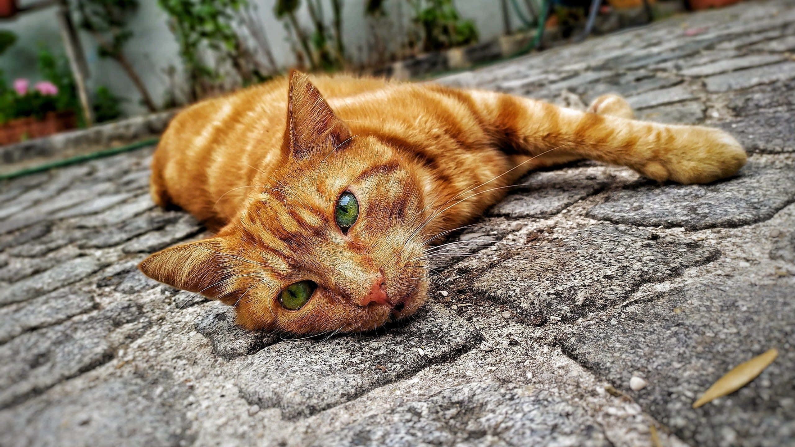Red Cat 桌布 壁紙 — 一隻薑黃色虎斑貓，綠色眼睛，在風化的石頭露臺上悠閒地躺著，平靜地看著鏡頭。