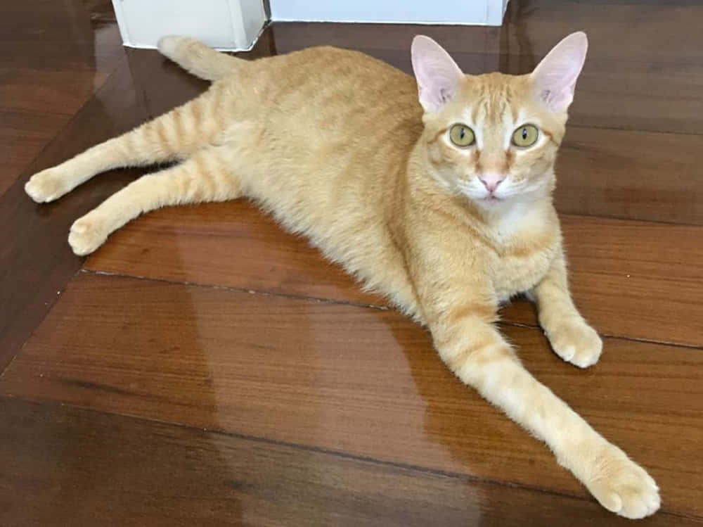 Brazilian Shorthair 桌布 壁紙 — 一隻薑黃色虎斑貓在拋光木地板上伸展身體休息，用明亮的綠色眼睛直視鏡頭。