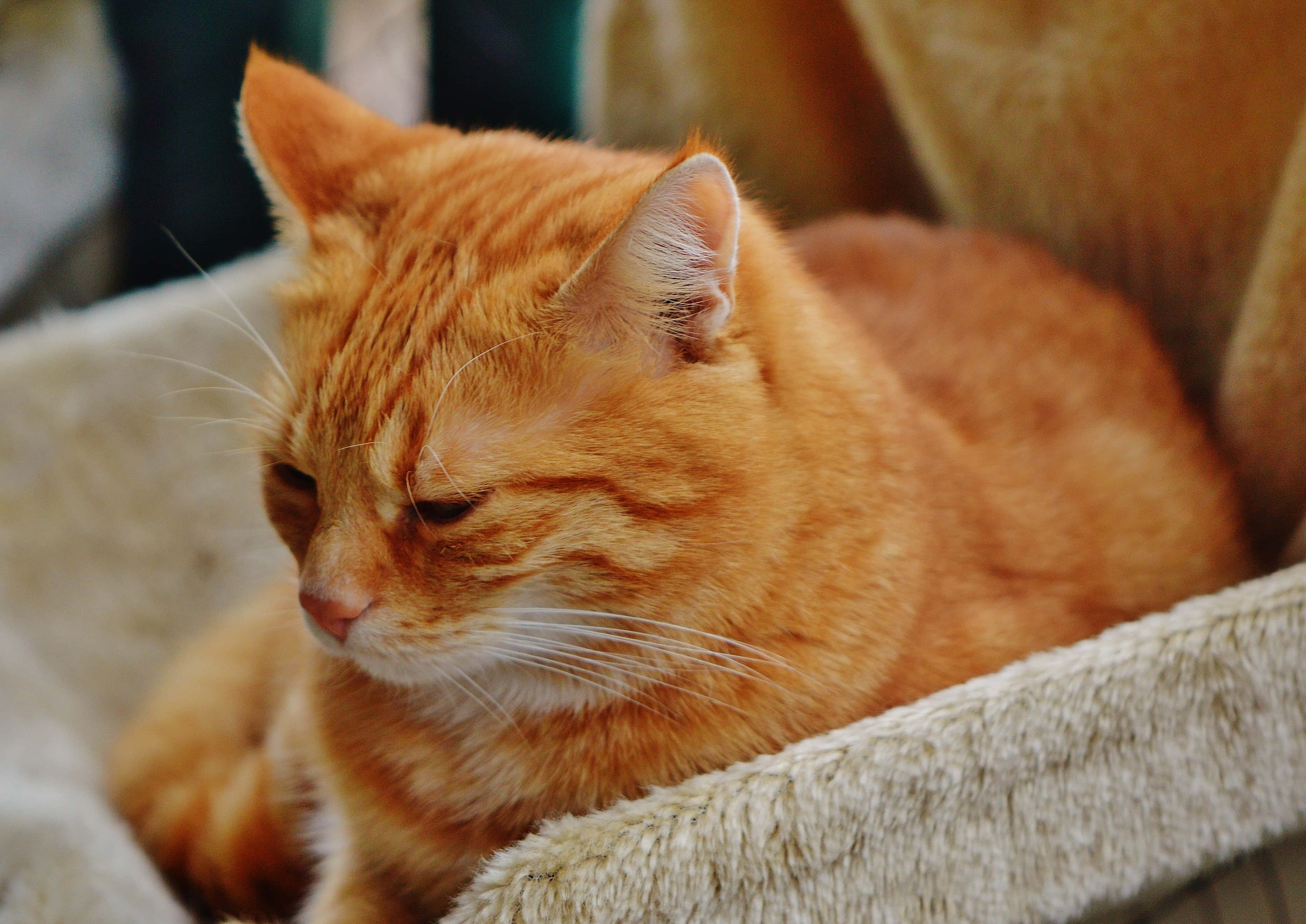 Red Cat 桌布 壁紙 — 一隻薑黃色虎斑貓在柔軟的米色寵物床上半閉著眼睛安靜地休息。