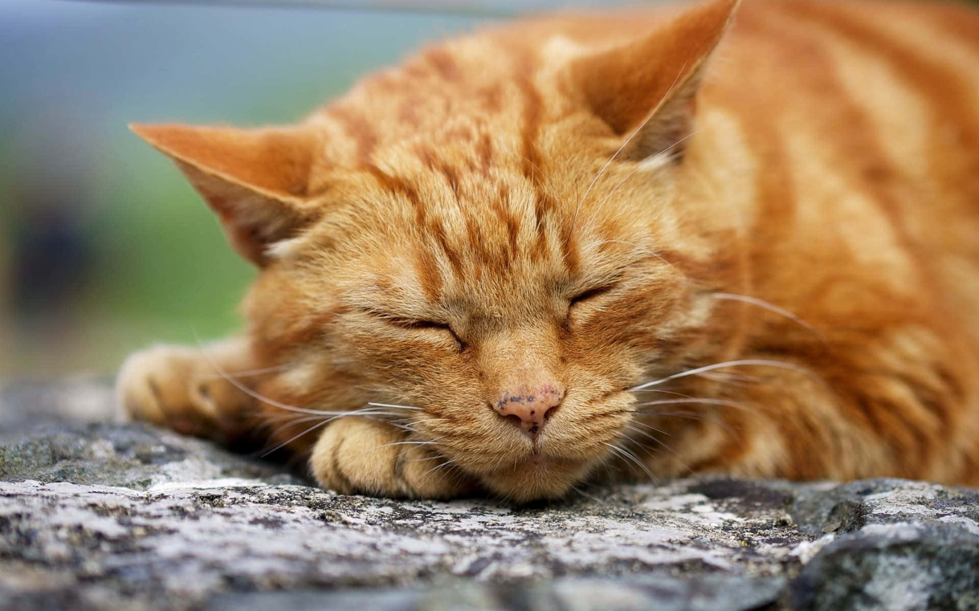 Cute Cat 桌布 壁紙 — 一隻薑黃色虎斑貓在紋理石面上閉眼安睡。