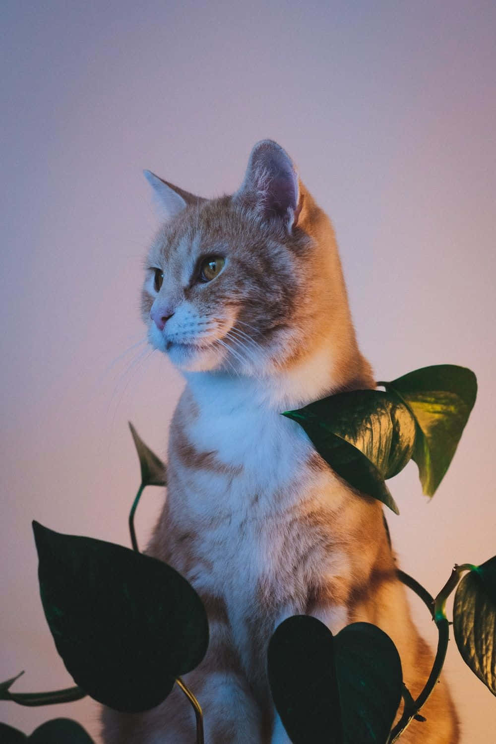 Manx Cat 桌布 壁紙 — 一隻薑黃色虎斑貓安靜地坐在深綠色樹葉中，背景是柔和的紫色和粉紅色漸層。