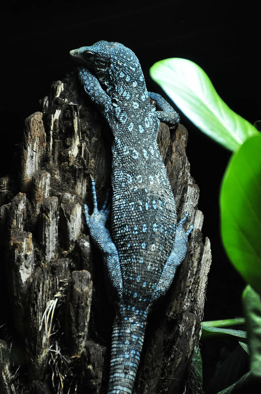 reptile 桌布 壁紙 — 一隻藍斑巨蜥緊貼在風化的樹樁上，鮮綠的葉子在黑色背景下柔和發光。