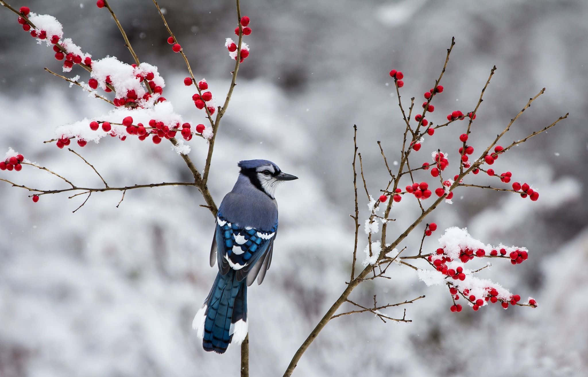 Winter Berries 桌布 壁紙 — 一隻藍松雞棲息在灑滿雪的樹枝上，樹枝上掛著鮮紅色的漿果，背景是柔和的雪景。