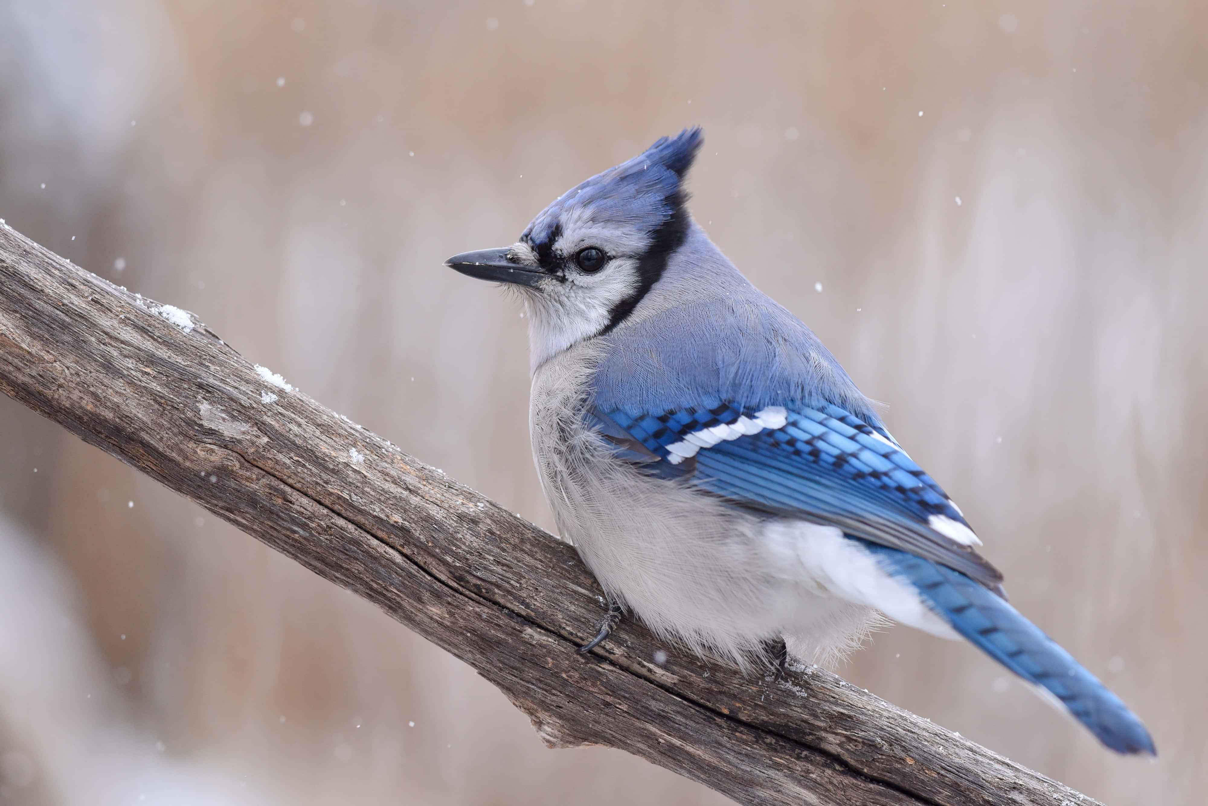 Blue Jay 桌布 壁紙 — 一隻藍松鴉棲息在灑滿雪的樹枝上，背景是柔和模糊的冬日景色。