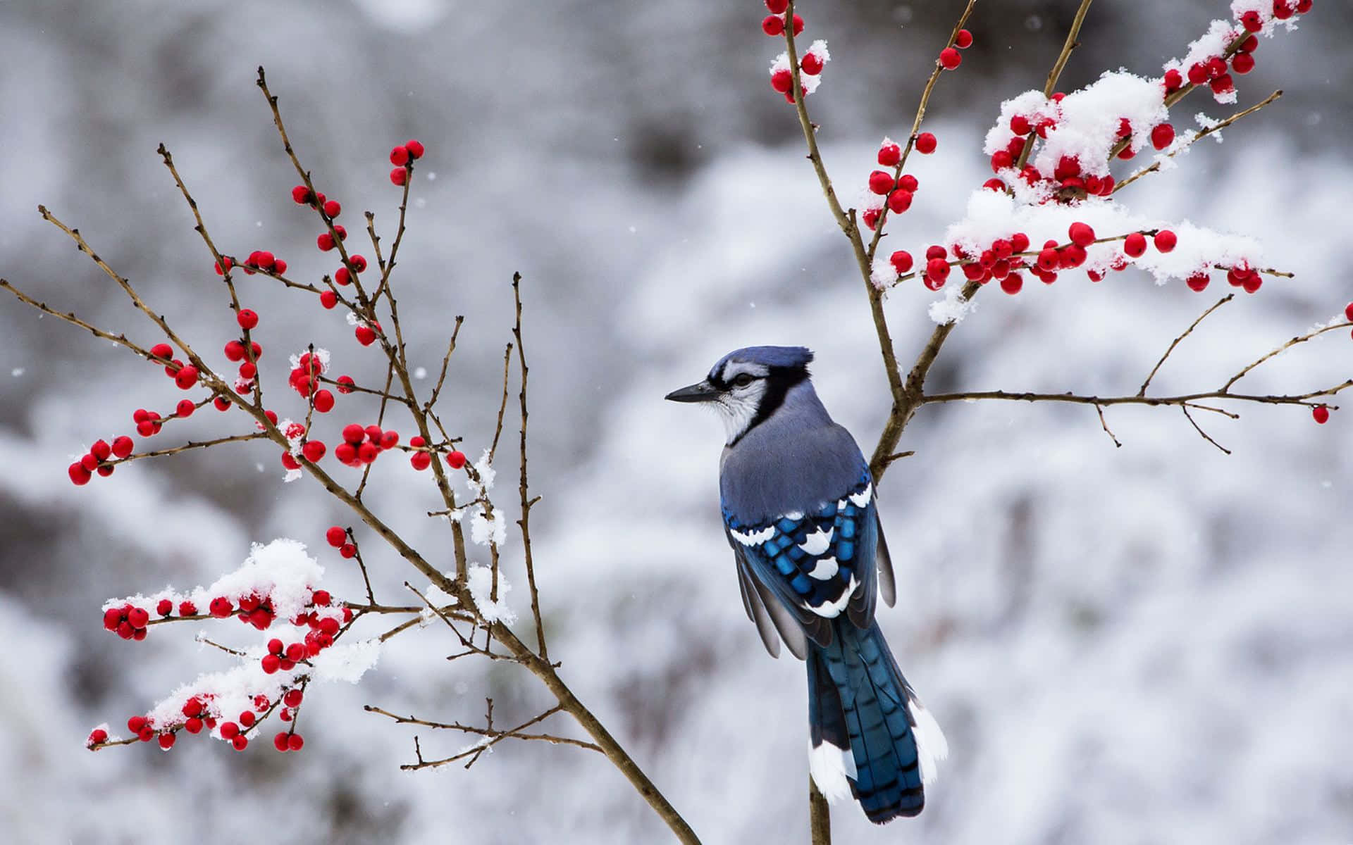 Snow Bird 桌布 壁紙 — 一隻藍松鴉棲息在白雪覆蓋的樹枝上，樹枝掛滿了鮮紅色的漿果，背景是柔和的白色冬日景色。