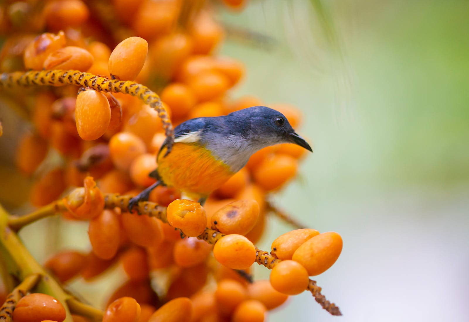 birds 桌布 壁紙 — 一隻藍橙色的小鳥輕柔地棲息在掛滿鮮豔橙色果實的樹枝上，背景是柔和的綠色。