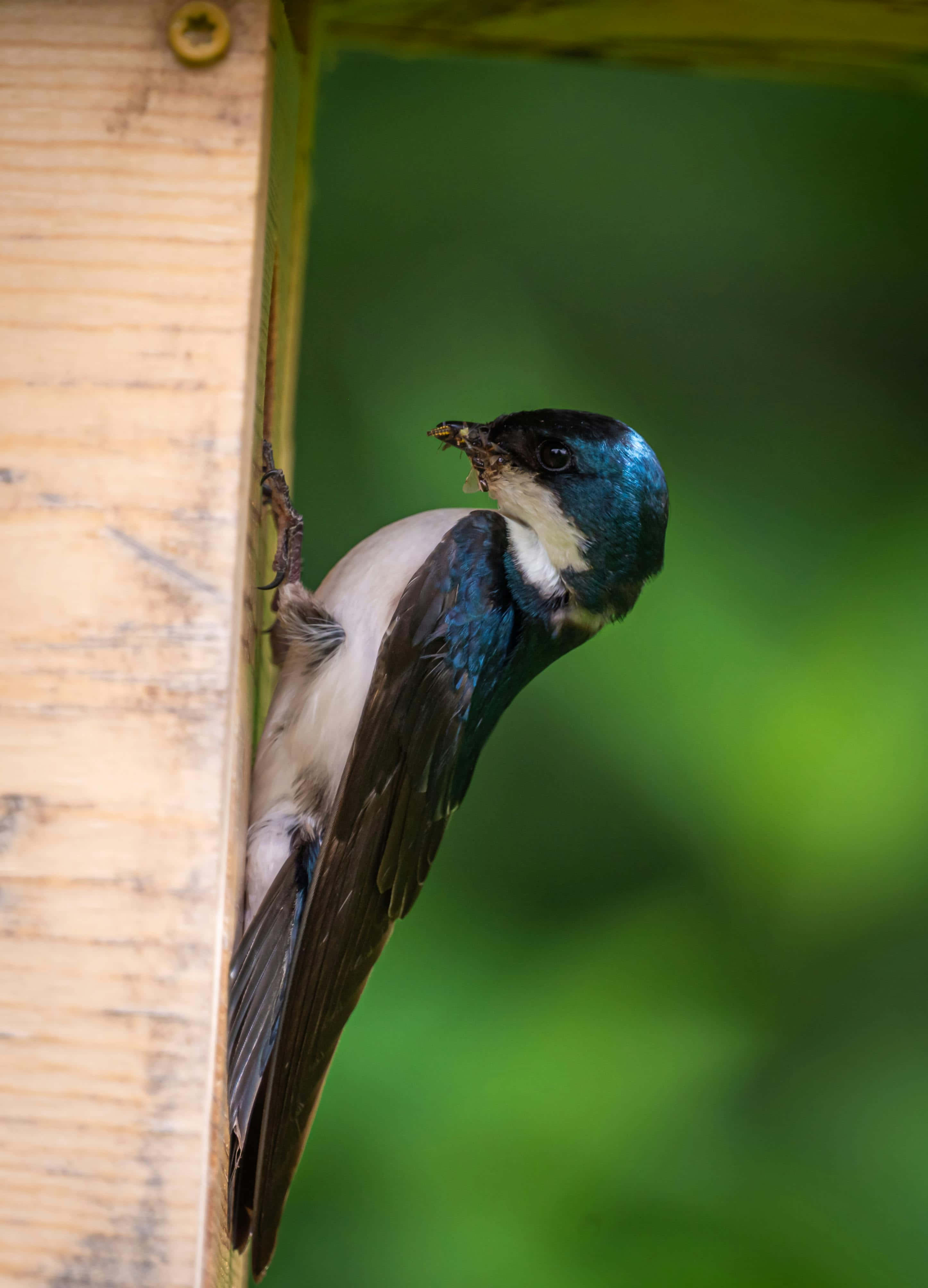 Swallow Bird 桌布 壁紙 — 一隻藍白相間的鳥緊緊抓住木質表面，喙中叼著一隻昆蟲，背景是柔和的綠色。