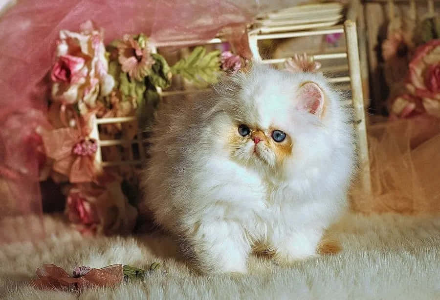 Napoleon Cat 桌布 壁紙 — 一隻藍眼白色毛茸茸的波斯小貓坐在柔軟的地毯上，周圍環繞著粉紅色花卉裝飾和薄紗布料。