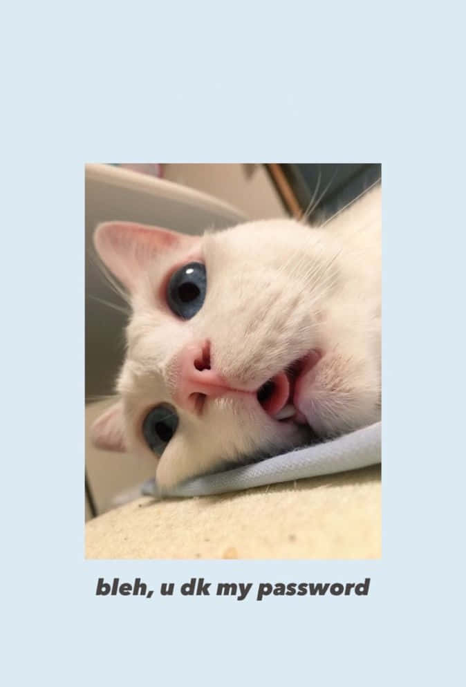 有趣美學GIF 桌布 壁紙 — 一隻藍眼白貓的近距離特寫，伸出舌頭，表情暴躁。