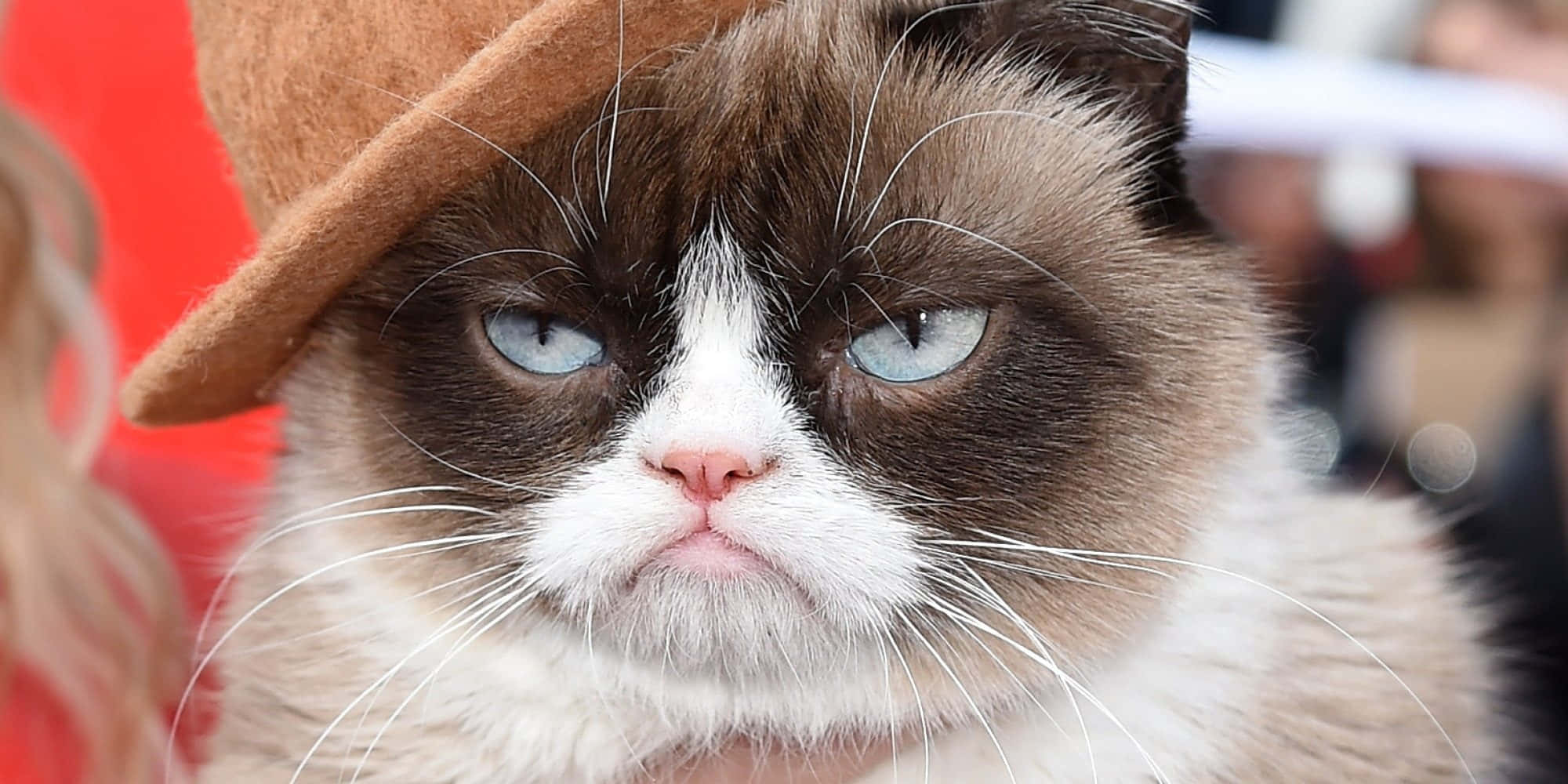 Grumpy Cat 桌布 壁紙 — 一隻藍眼睛、戴棕色帽子的暴躁貓咪特寫，背景為模糊的紅色。
