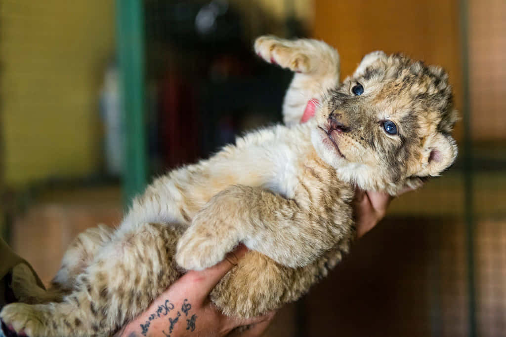 Baby Lion 桌布 壁紙 — 一隻藍眼睛、有斑點毛皮的小獅子幼崽被人類雙手輕輕捧著，好奇地向上看。