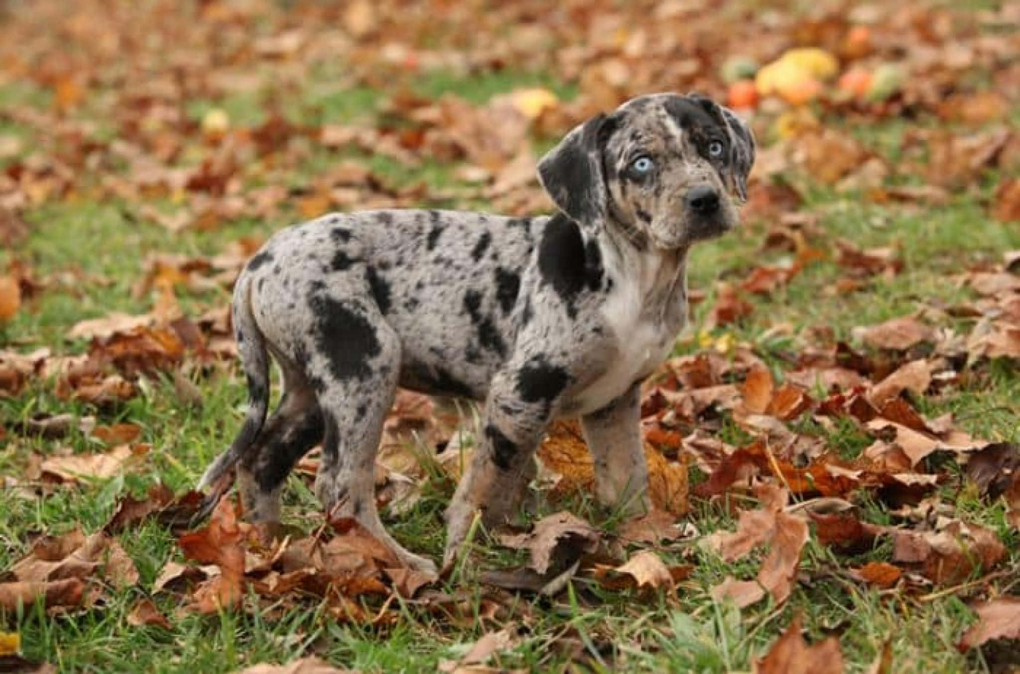 Catahoula Dog 桌布 壁紙 — 一隻藍眼睛斑點小狗警覺地站在散落著秋葉的草地上。