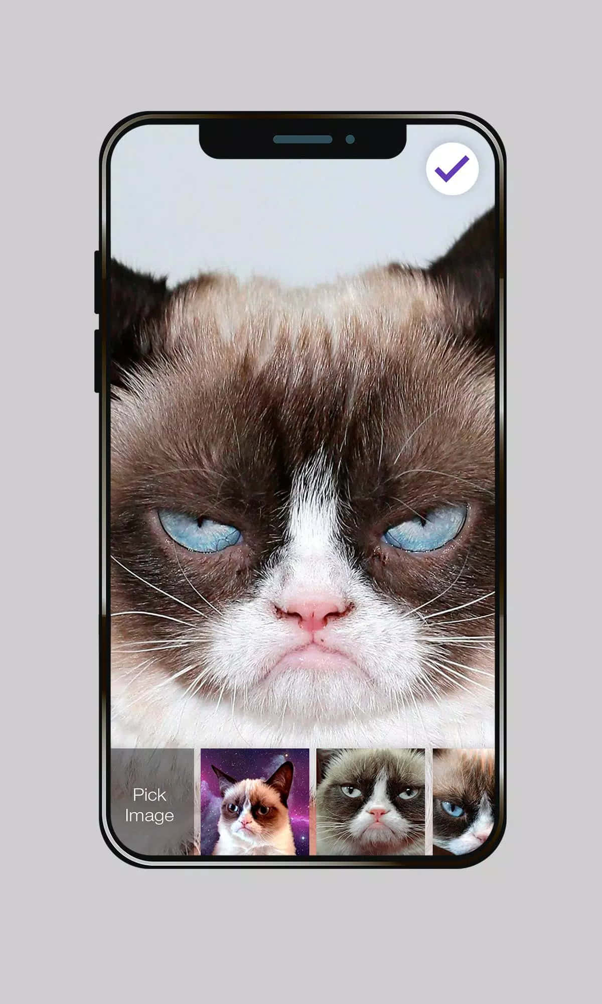 Grumpy Cat 桌布 壁紙 — 一隻藍眼睛棕色毛髮的脾氣暴躁貓咪，從顯示照片選擇器應用程式的智慧型手機螢幕上凝視著。