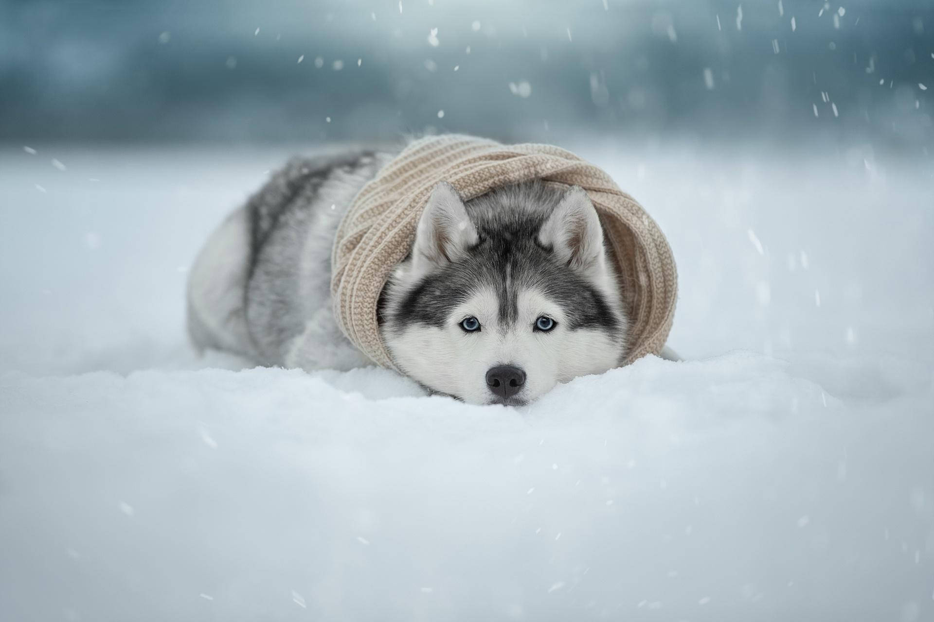 雪 桌布 壁紙 — 一隻藍眼睛的哈士奇狗戴著舒適的米色針織頭巾，躺在厚厚的雪中，雪花在周圍飄落。