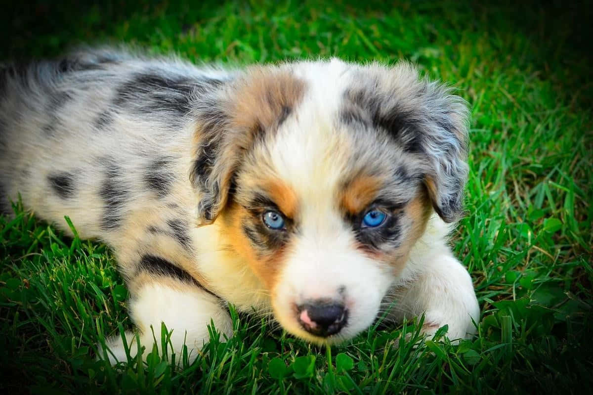 australian shepherd 桌布 壁紙 — 一隻藍眼睛的梅爾犬幼犬，帶有白色和灰色斑塊，躺在鮮綠色的草地上，好奇地看著相機。