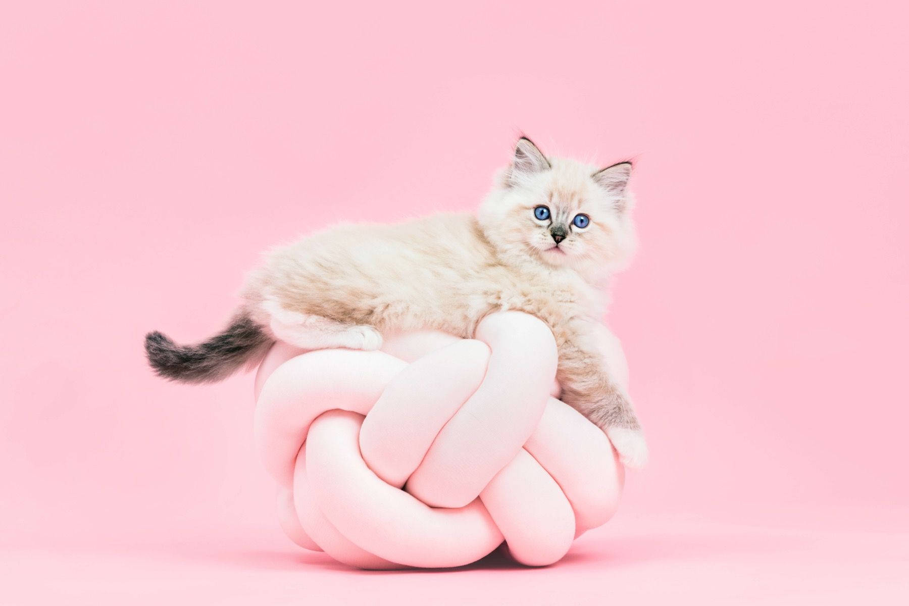 Pink Cat 桌布 壁紙 — 一隻藍眼睛的毛茸茸奶油色小貓坐在柔軟的粉紅色結節墊子上，背景是純粉紅色。