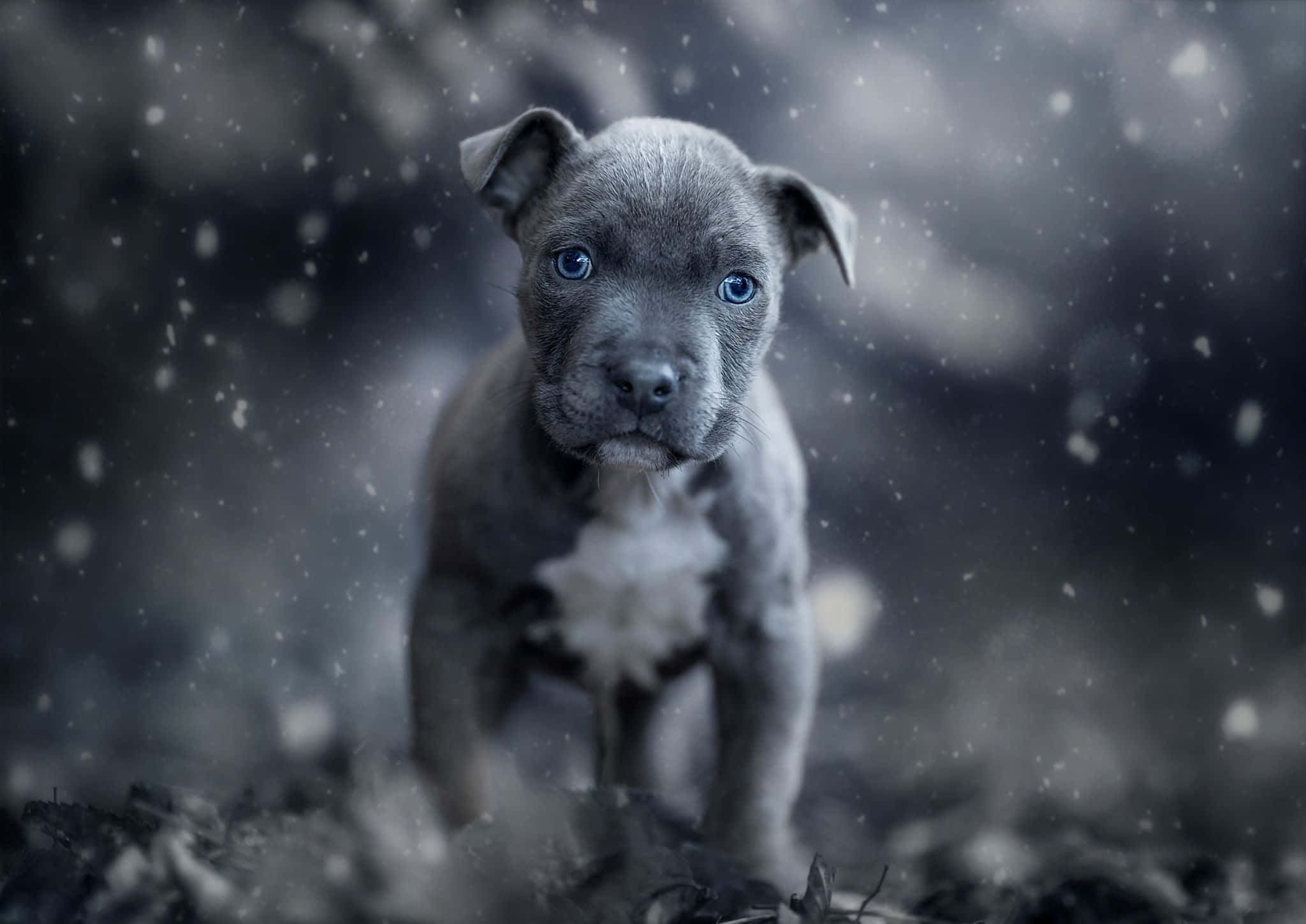 Black Pitbull 桌布 壁紙 — 一隻藍眼睛的灰色小狗站在飄落的雪中，背景柔和模糊。