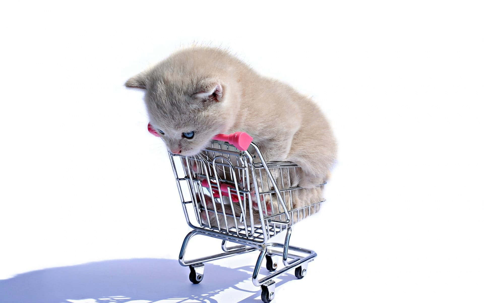 Kitten Cat 桌布 壁紙 — 一隻藍眼睛的細小灰色小貓坐在純白色背景的微型購物車內。
