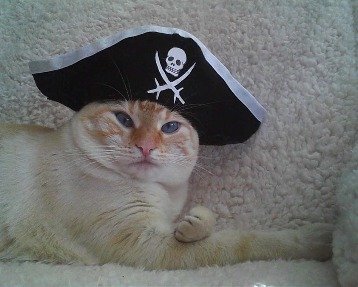 Silly Cat 桌布 壁紙 — 一隻藍眼睛的蓬鬆橙色貓咪戴著帶有骷髏頭和交叉骨圖案的黑色海盜帽，懶洋洋地躺在白色紋理毯子上。
