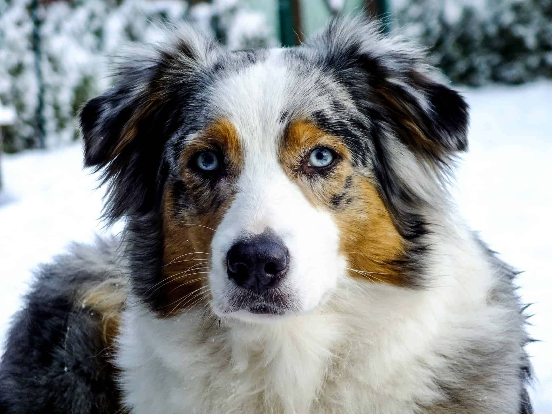 動物 桌布 壁紙 — 一隻藍眼隕石色澳洲牧羊犬，毛茸茸的，在雪白的冬日場景中直視鏡頭的特寫。