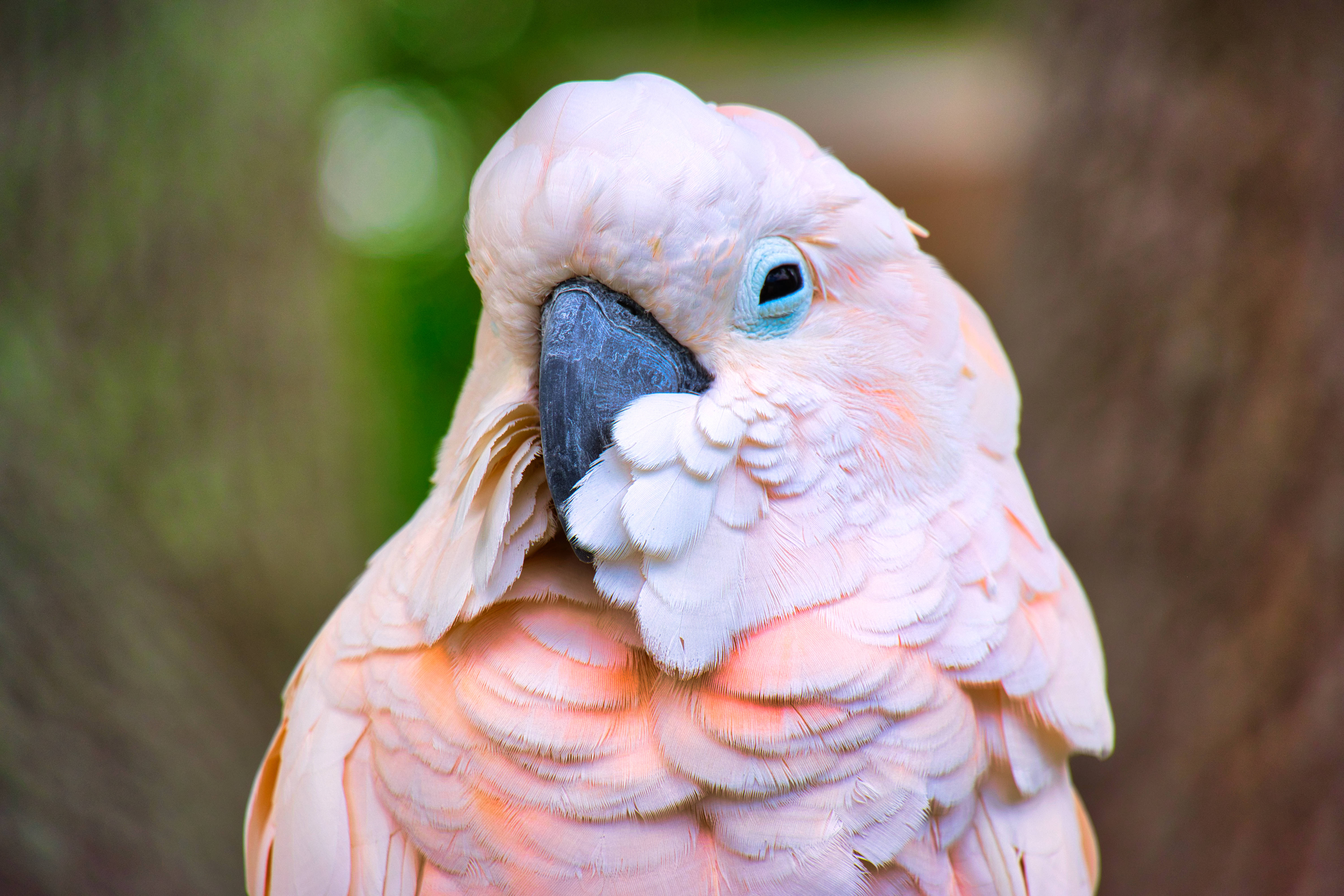 birds 桌布 壁紙 — 一隻藍眼黑喙的粉紅色鳳頭鸚鵡在模糊的自然背景下梳理羽毛的特寫。