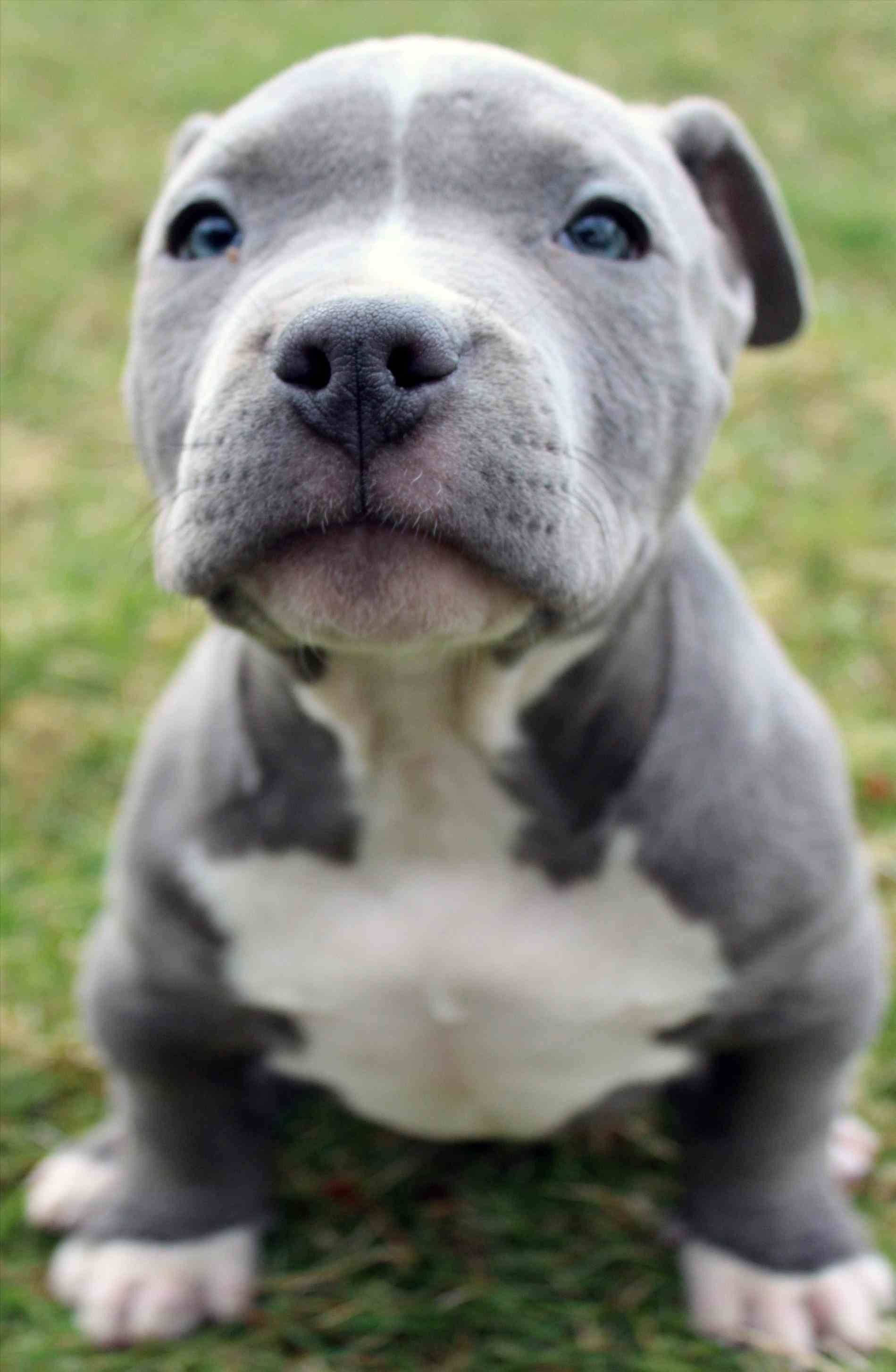 Pitbull Puppies 桌布 壁紙 — 一隻藍色比特犬幼犬的特寫，擁有明亮的藍色眼睛，坐在綠色草地上好奇地向上看。