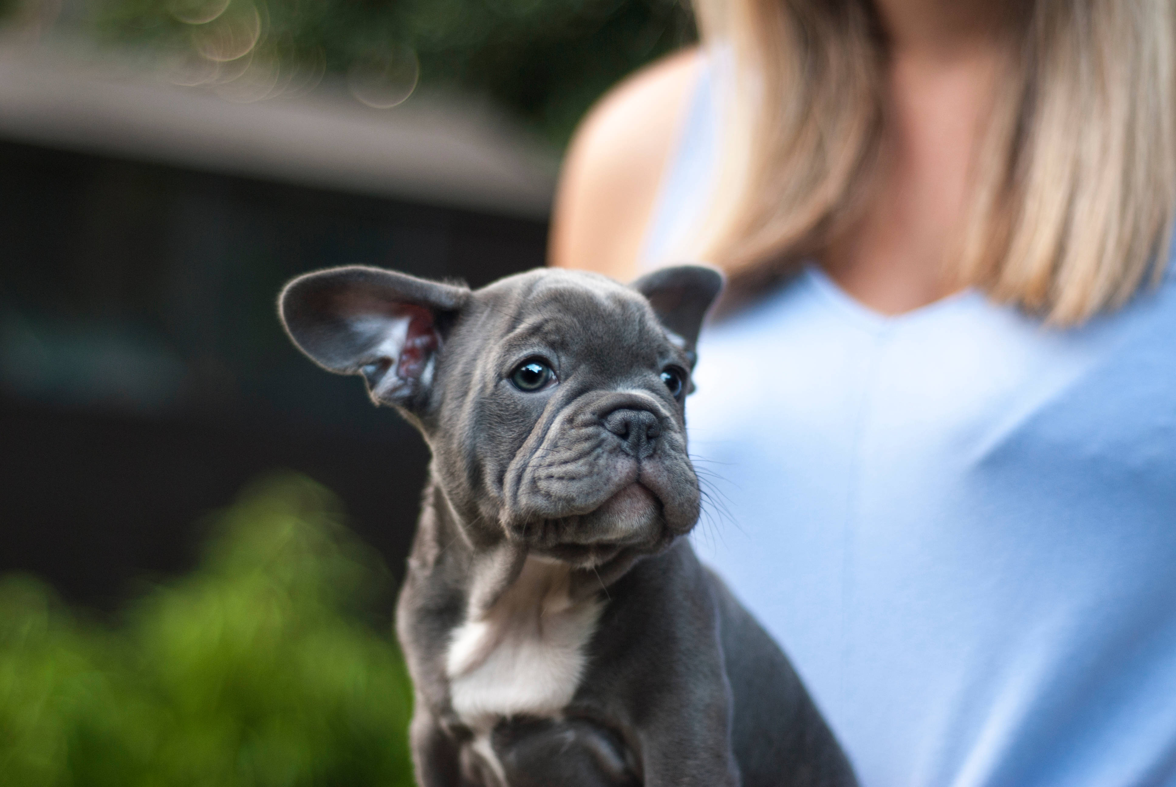 Cute Puppy 桌布 壁紙 — 一隻藍色法國鬥牛犬幼犬，大眼睛，被一位身穿淺藍色上衣的人抱著，背景是模糊的綠色戶外環境。