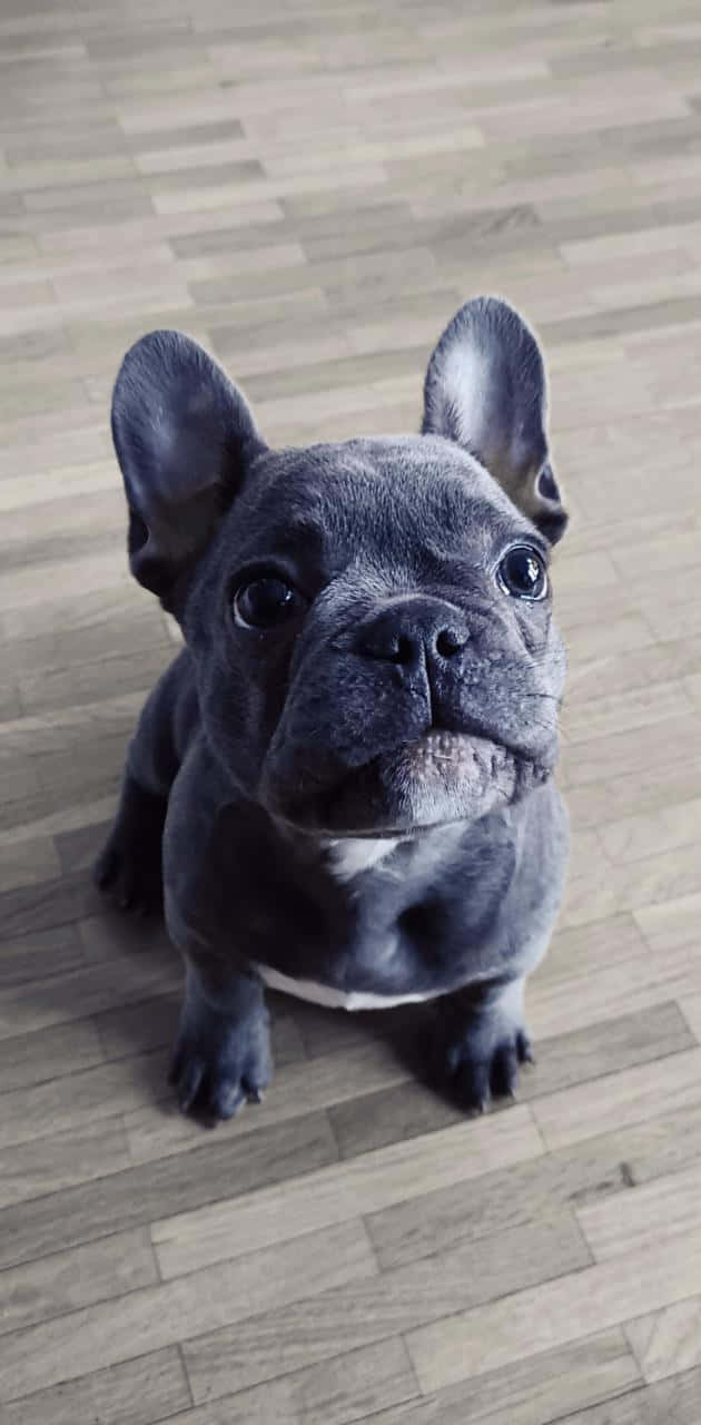 狗 桌布 壁紙 — 一隻藍色法國鬥牛犬幼犬坐在淺色木地板上，用好奇的大眼睛向上看。