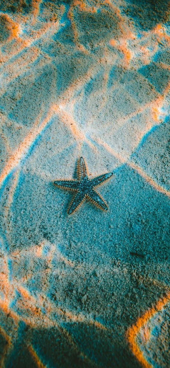 Pretty Ocean 桌布 壁紙 — 一隻藍色海星在紋理沙地上休息，上方是漣漪般的藍綠色和橙色水紋。