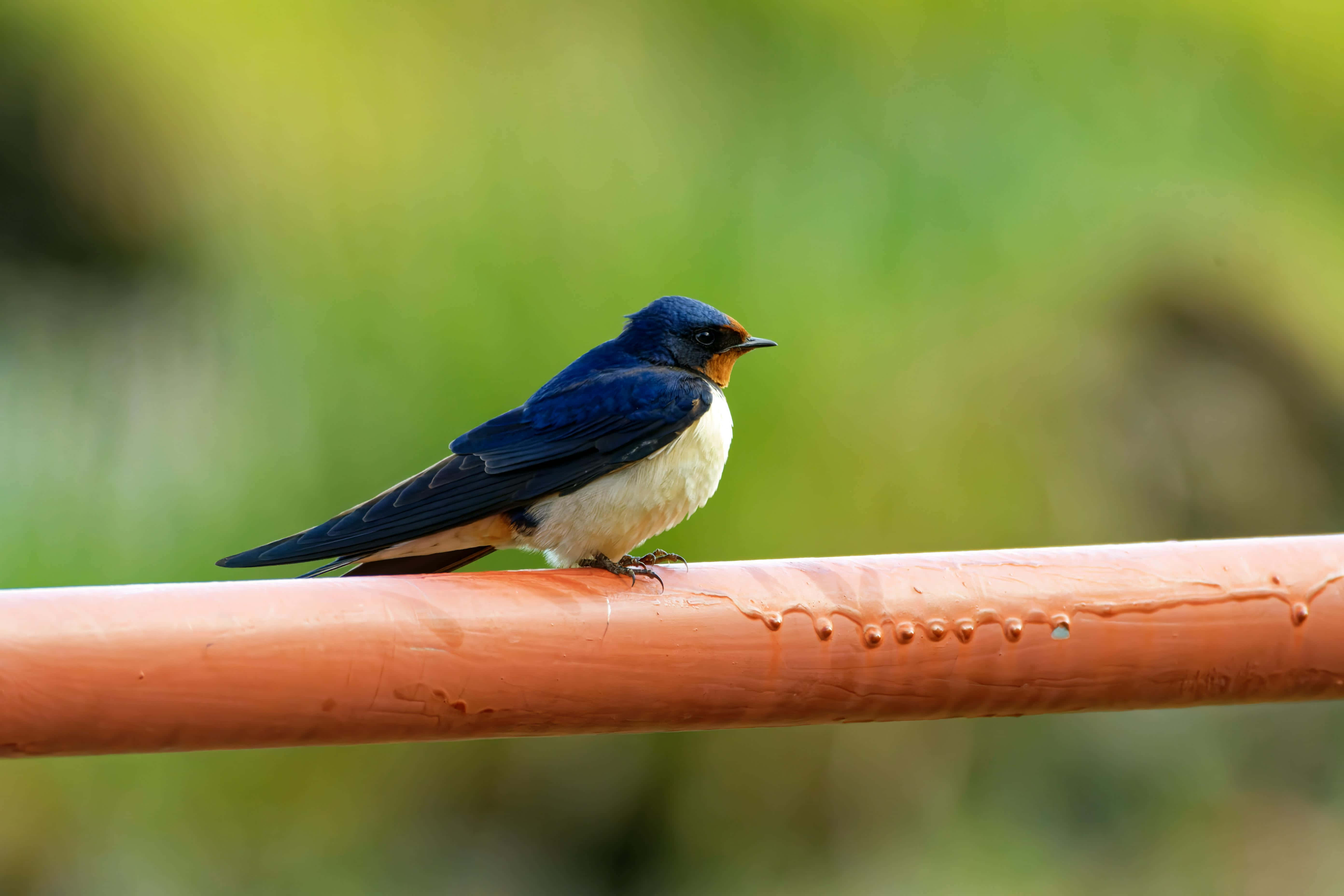 Swallow Bird 桌布 壁紙 — 一隻藍色燕子棲息在生鏽的橙色管道上，背景是柔和的綠色模糊背景。