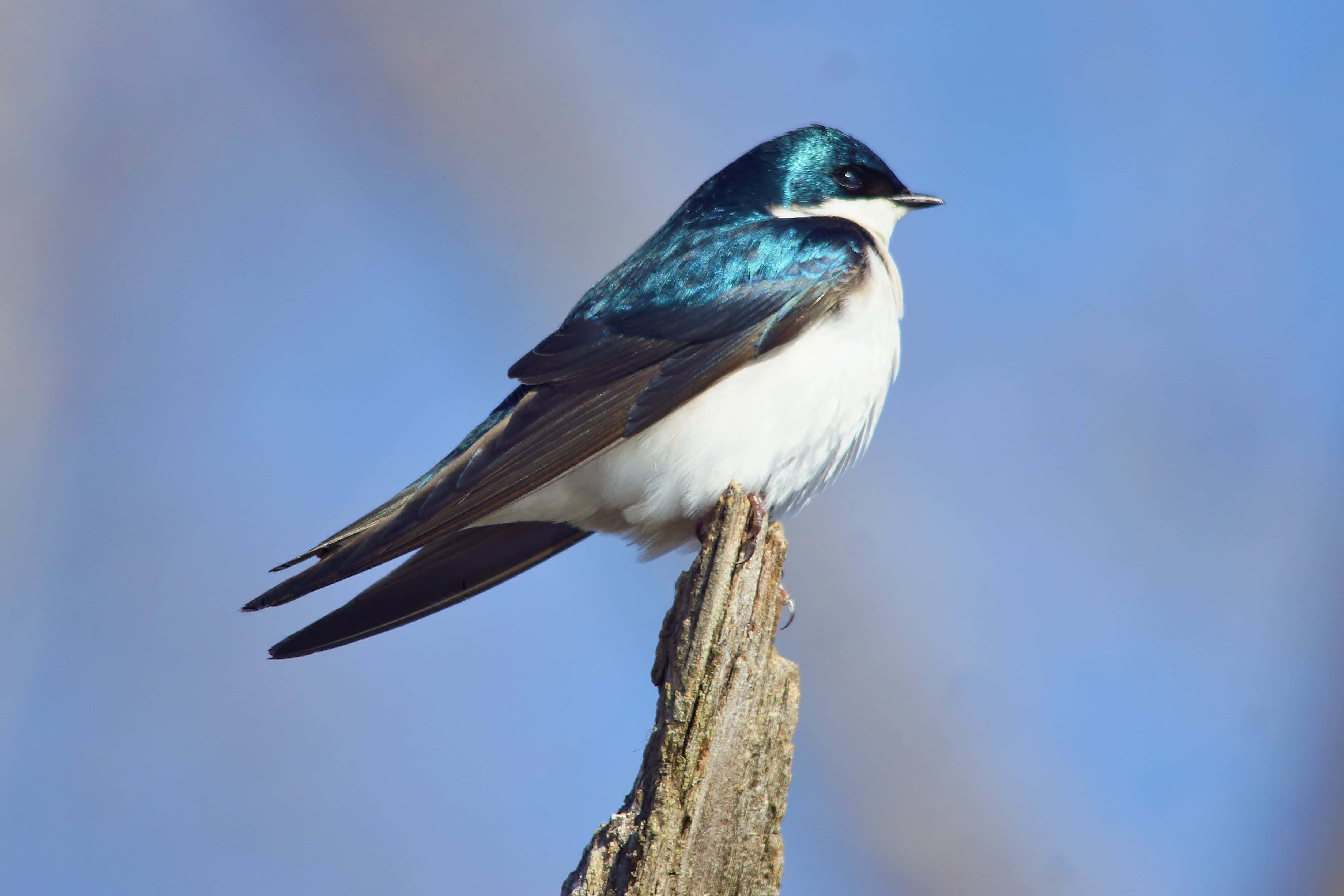 Swallow Bird 桌布 壁紙 — 一隻藍色燕子警覺地棲息在風化的木柱上，背景是柔和的藍天。
