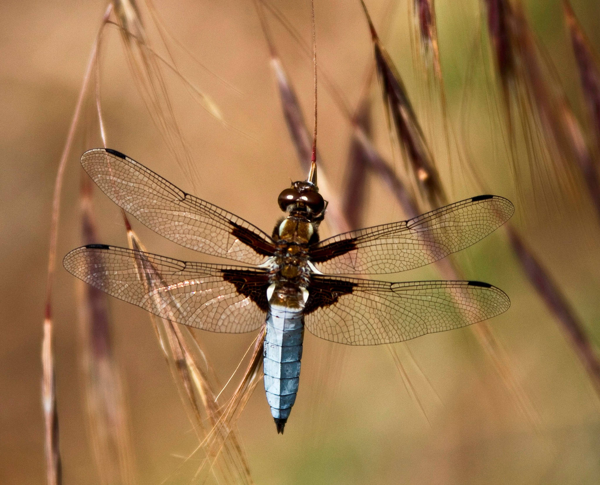 Dragonfly 桌布 壁紙 — 一隻藍色腹部、透明翅膀的蜻蜓，在柔和陽光下輕盈地停在金色的草葉上。