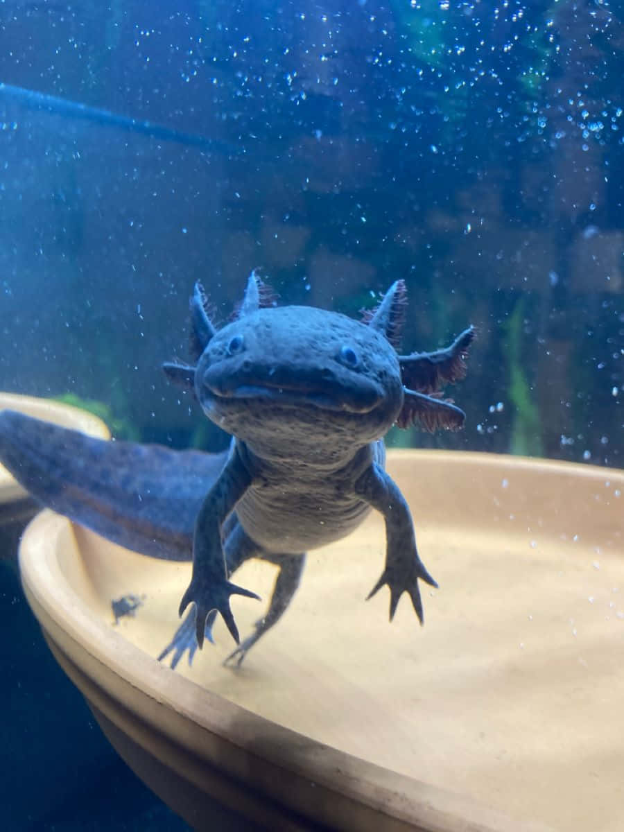 動物 桌布 壁紙 — 一隻藍色蠑螈（有羽毛狀鰓）在冒泡的水族箱中靠近一個棕褐色陶瓷碟游動的特寫。
