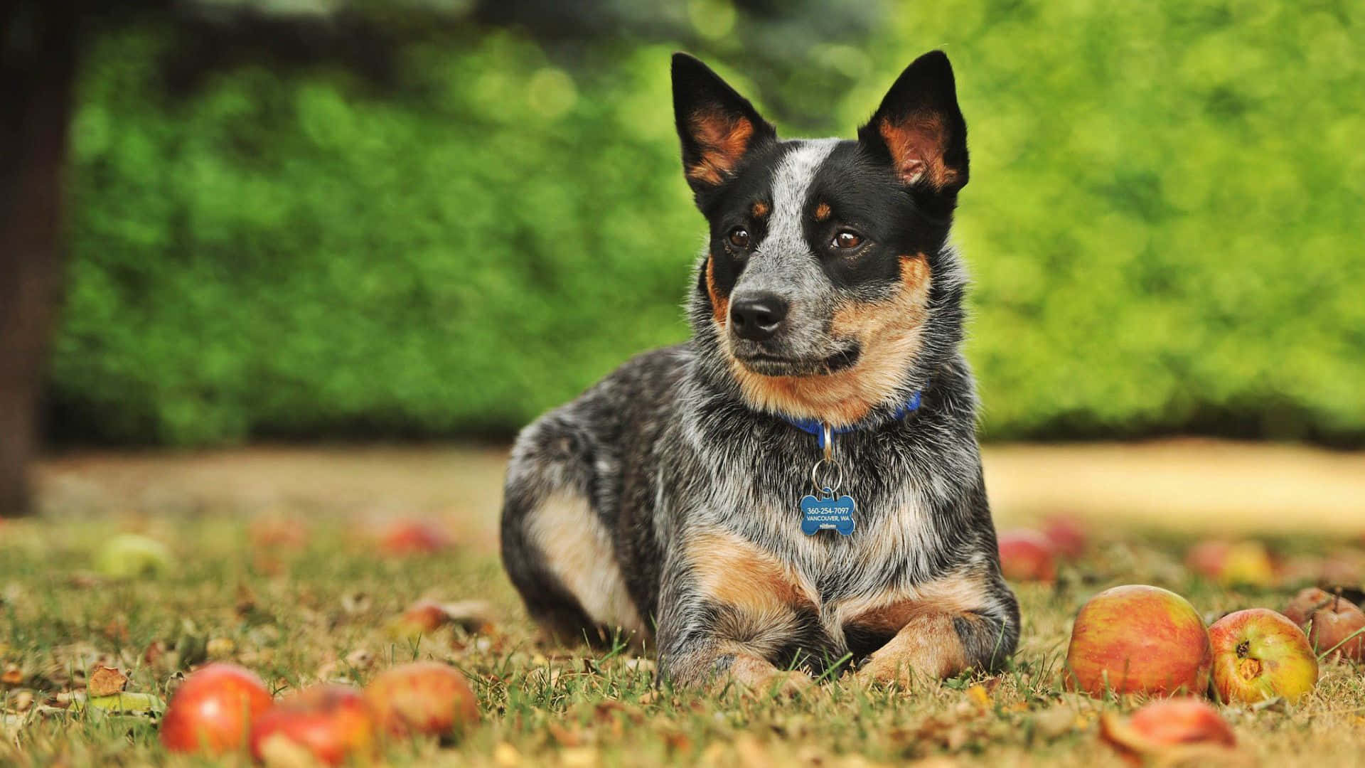 Australian Cattle Dog 桌布 壁紙 — 一隻藍色赫勒犬在明亮的日光下，警覺地躺在草地上，周圍散落著掉落的蘋果。