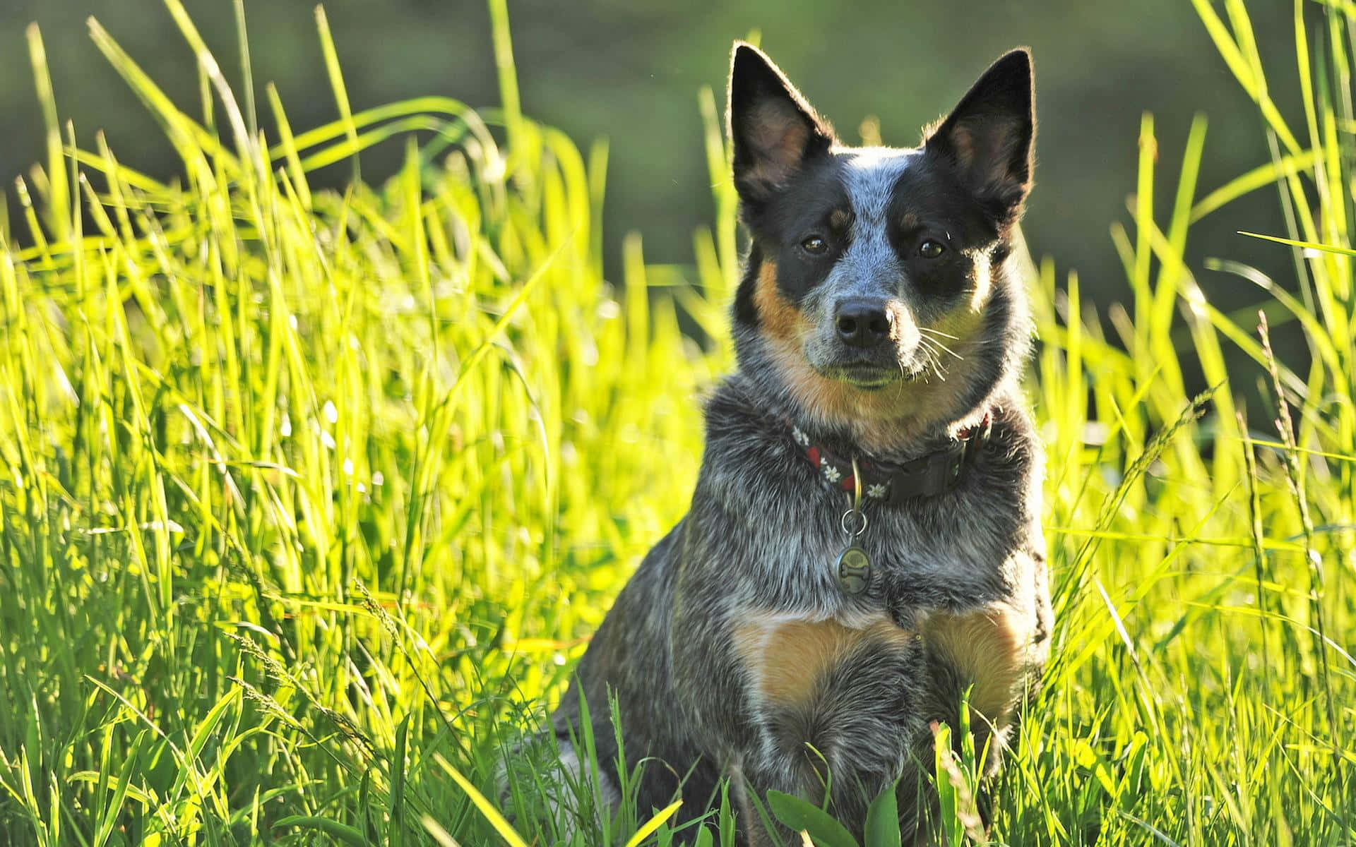 Australian Cattle Dog 桌布 壁紙 — 一隻藍色赫勒犬在陽光照耀的綠色草地上警覺地坐著，背景柔和散景。