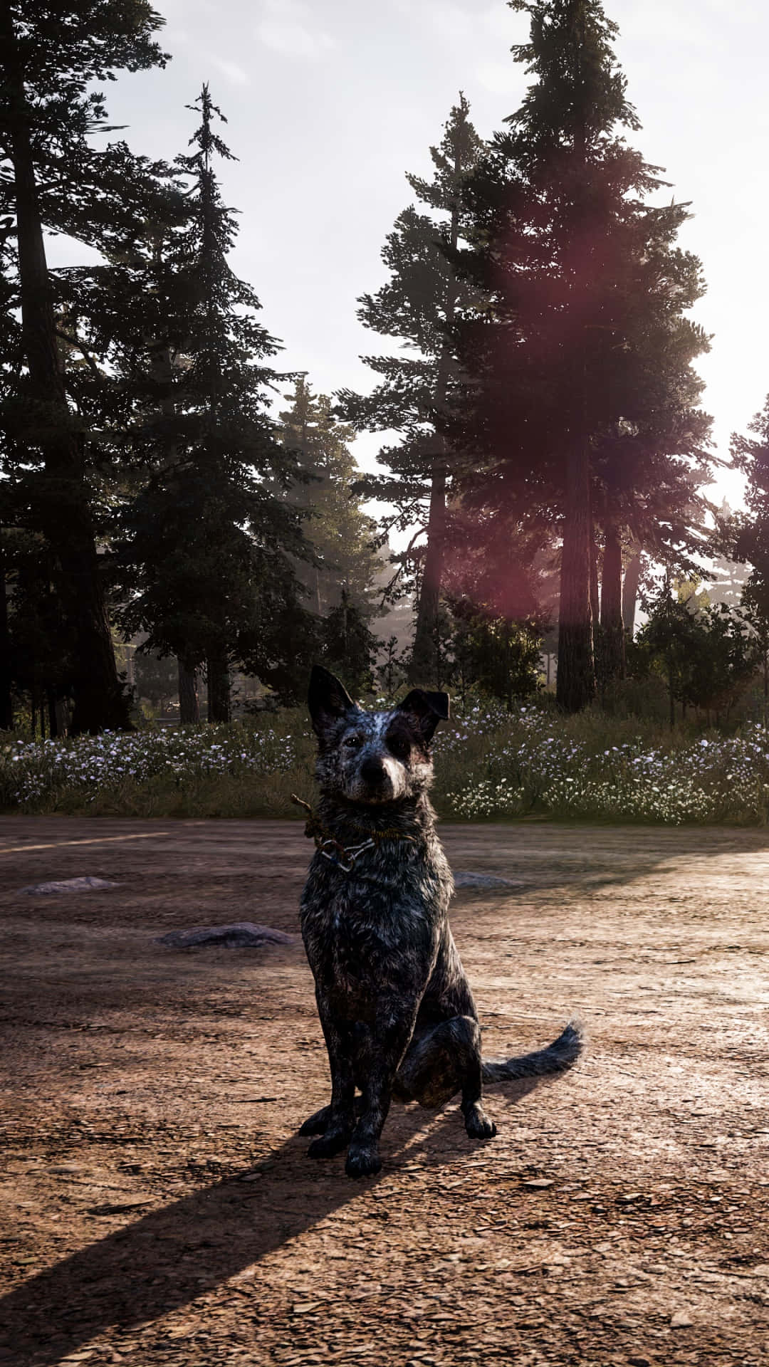 iPhone Xs Far Cry 4 桌布 壁紙 — 一隻藍色赫勒犬在黃金時段警覺地坐在陽光普照的泥土小徑上，周圍是高聳的松樹和野花。