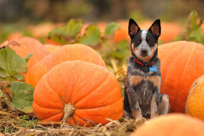 Fall 桌布 壁紙 — 一隻藍色赫勒犬幼犬在陽光明媚的秋日田野中，警覺地坐在鮮豔的橙色南瓜之間。