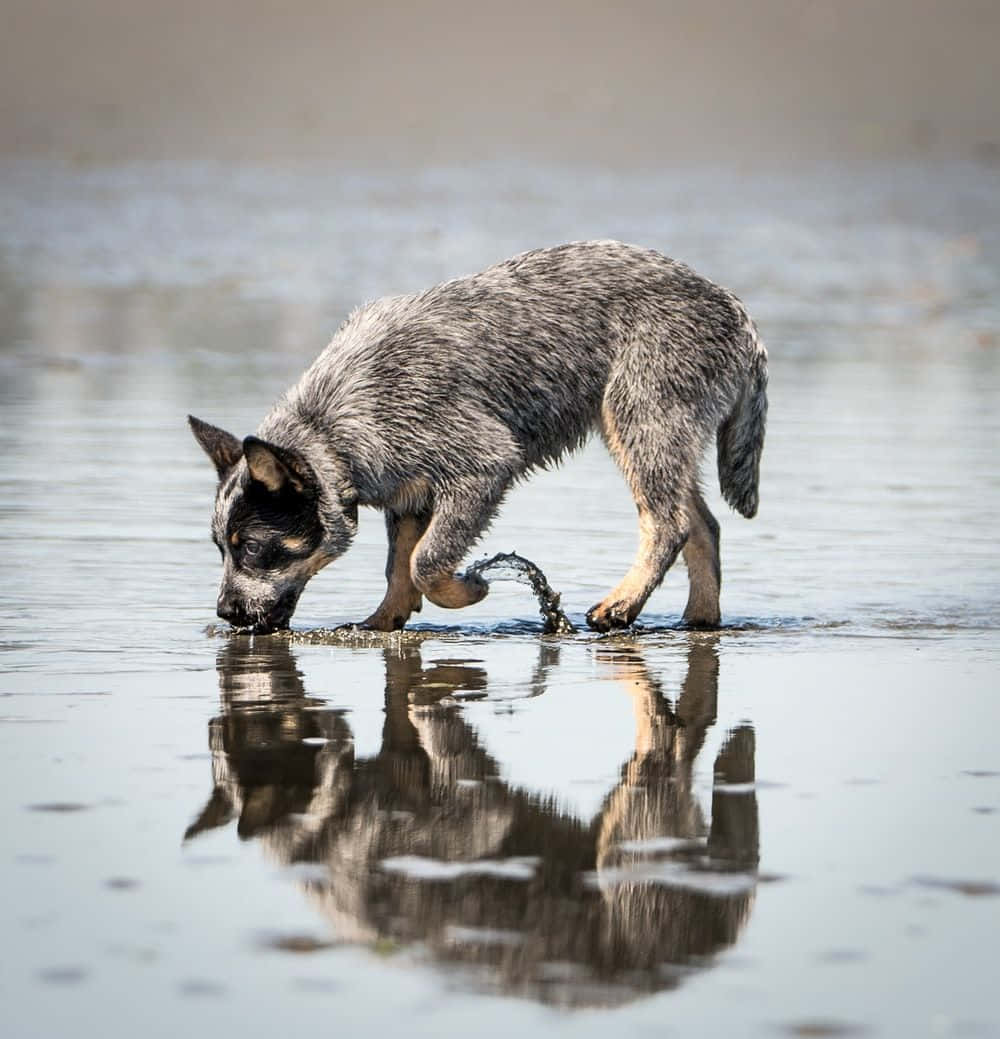 Australian Cattle Dog 桌布 壁紙 — 一隻藍色赫勒犬正在喝水，在淺泥水中形成清晰的倒影。