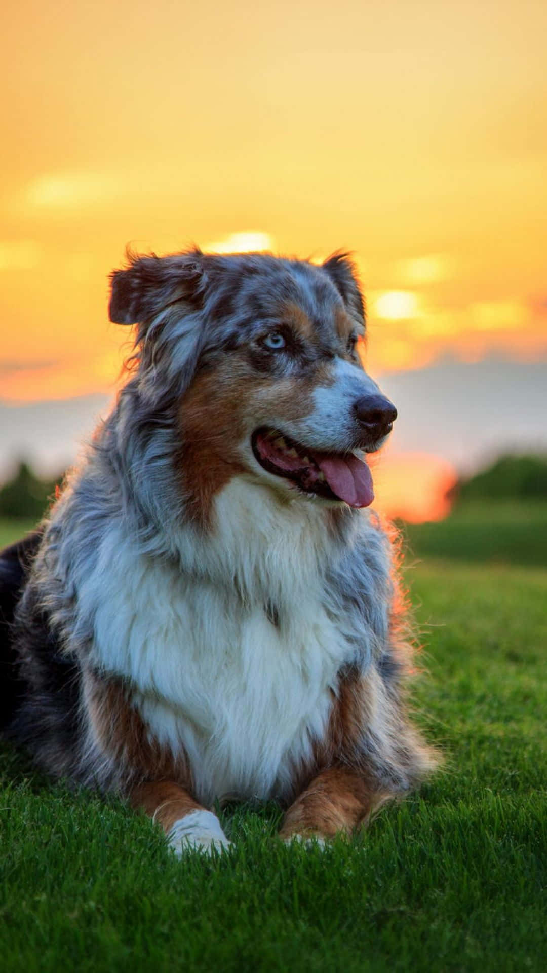 動物 桌布 壁紙 — 一隻藍色隕石色澳洲牧羊犬快樂地躺在鮮綠色的草地上，金色的夕陽灑在牠的毛髮上。