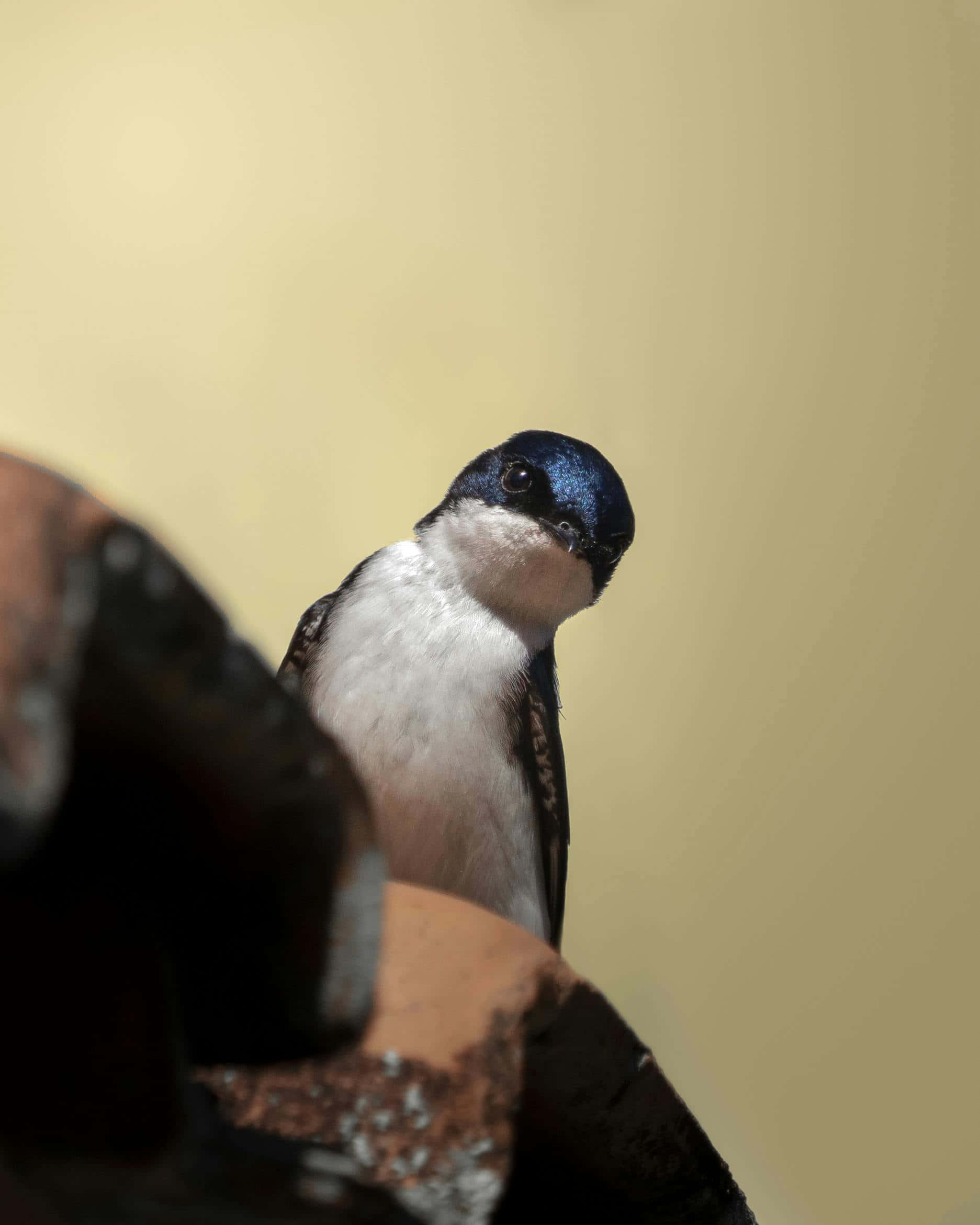 Swallow Bird 桌布 壁紙 — 一隻藍頭白胸的小鳥特寫，棲息在生鏽的金屬物體上，背景是柔和的黃色。