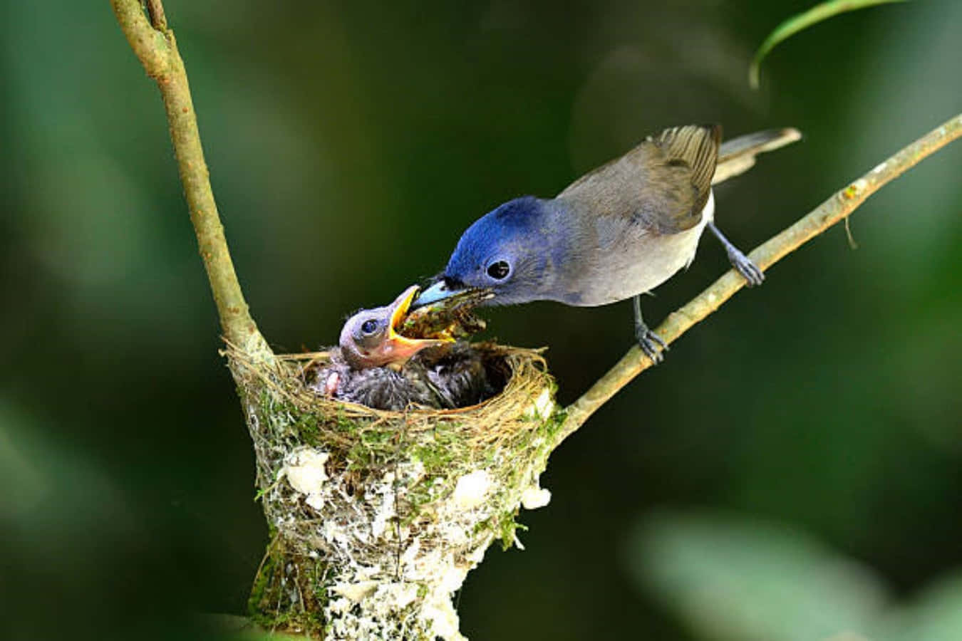 Nest 桌布 壁紙 — 一隻藍頭鳥在柔和的綠色背景下，棲息在細枝上的苔蘚巢中餵養雛鳥。