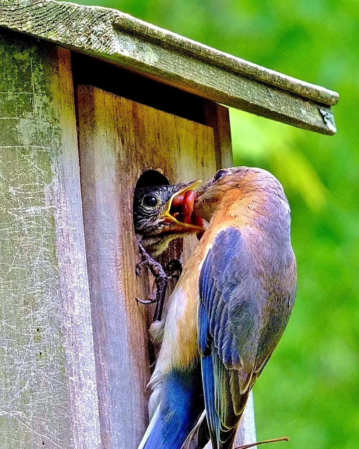 birds 桌布 壁紙 — 一隻藍鳥透過木製巢箱餵食雛鳥，背景是模糊的綠色。