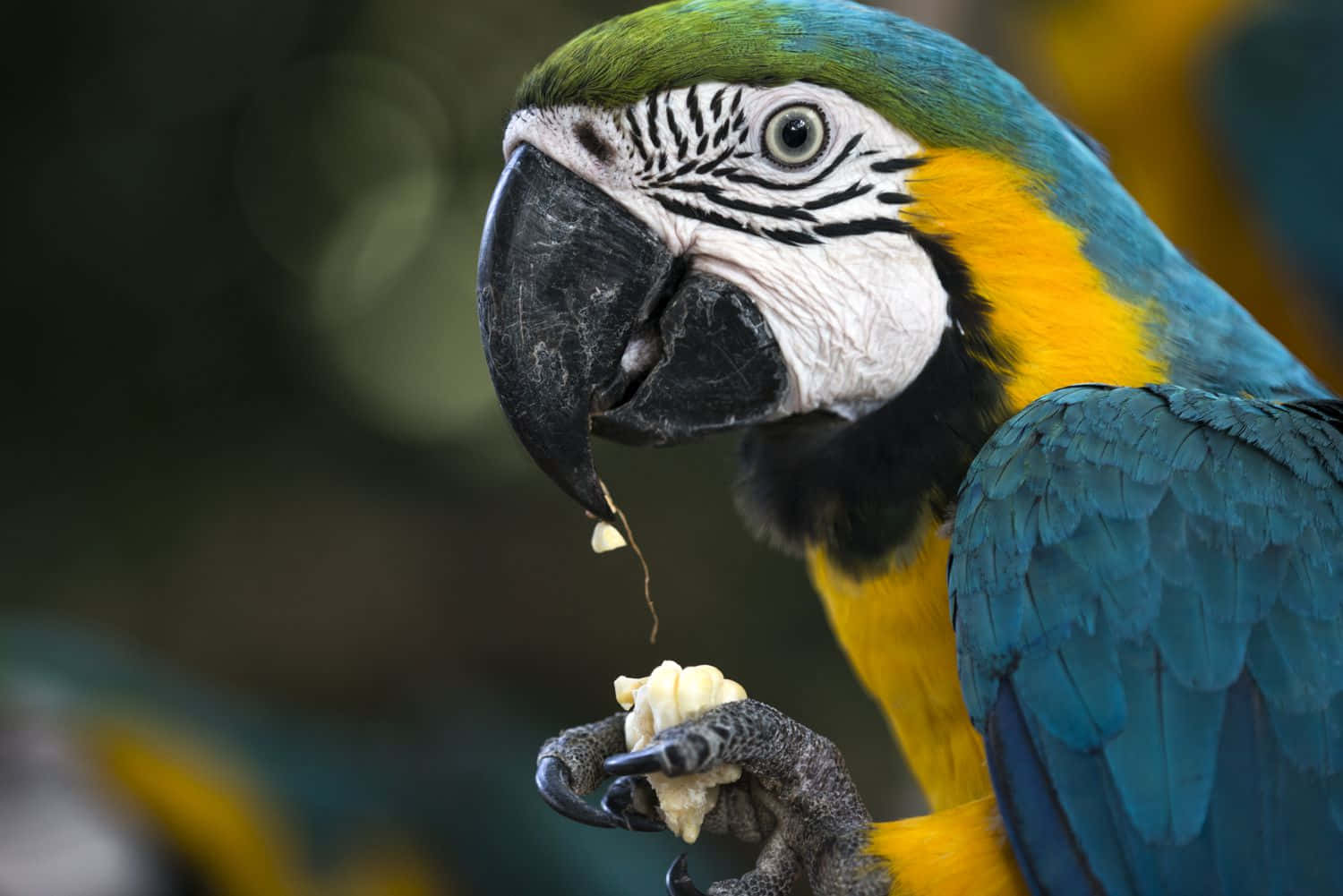 parrot 桌布 壁紙 — 一隻藍黃色金剛鸚鵡特寫，黑色喙正在吃香蕉，水滴從口中滴落。
