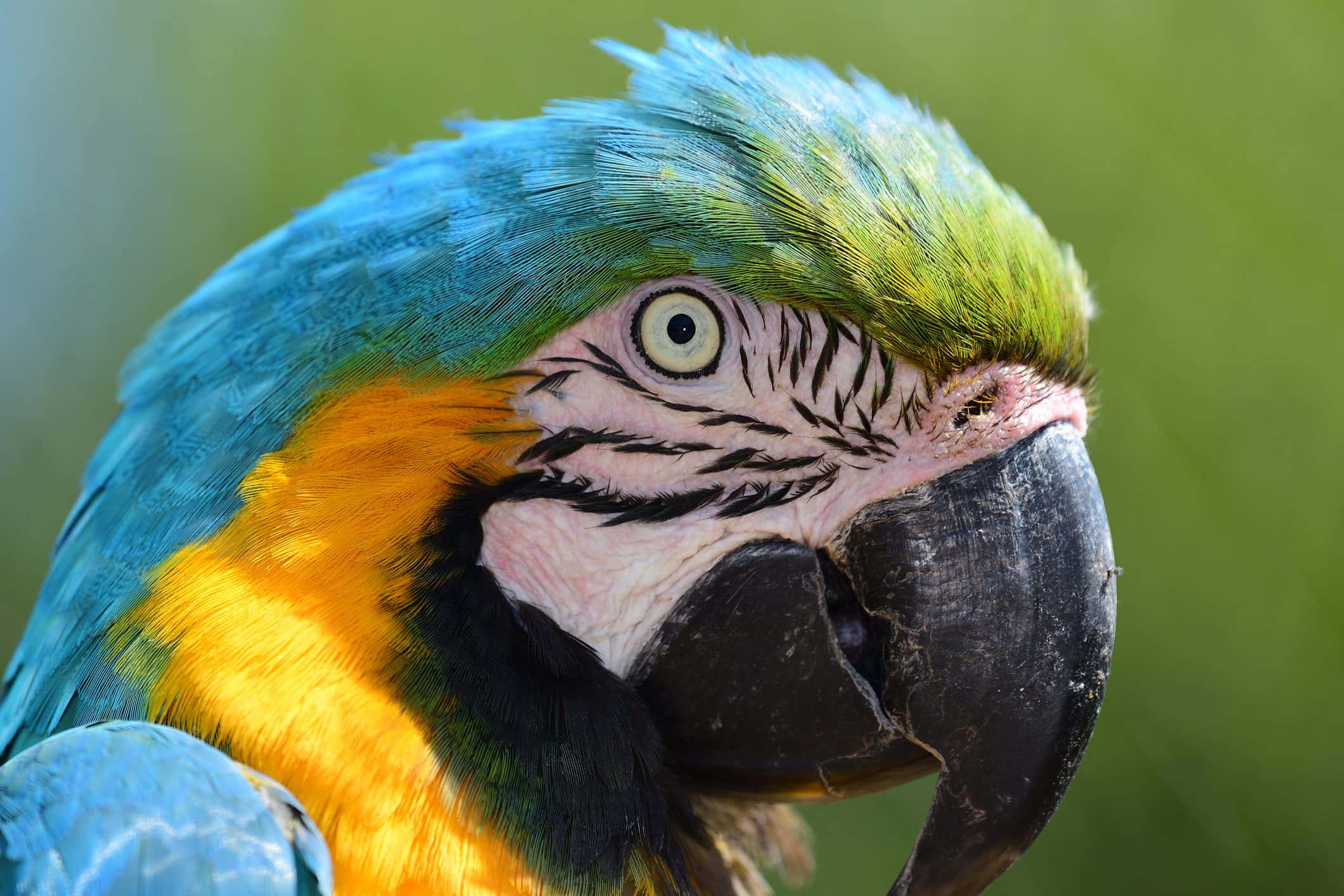 parrot 桌布 壁紙 — 一隻藍黃金剛鸚鵡的生動特寫，眼睛銳利，羽毛紋理細緻，背景為柔和的綠色。