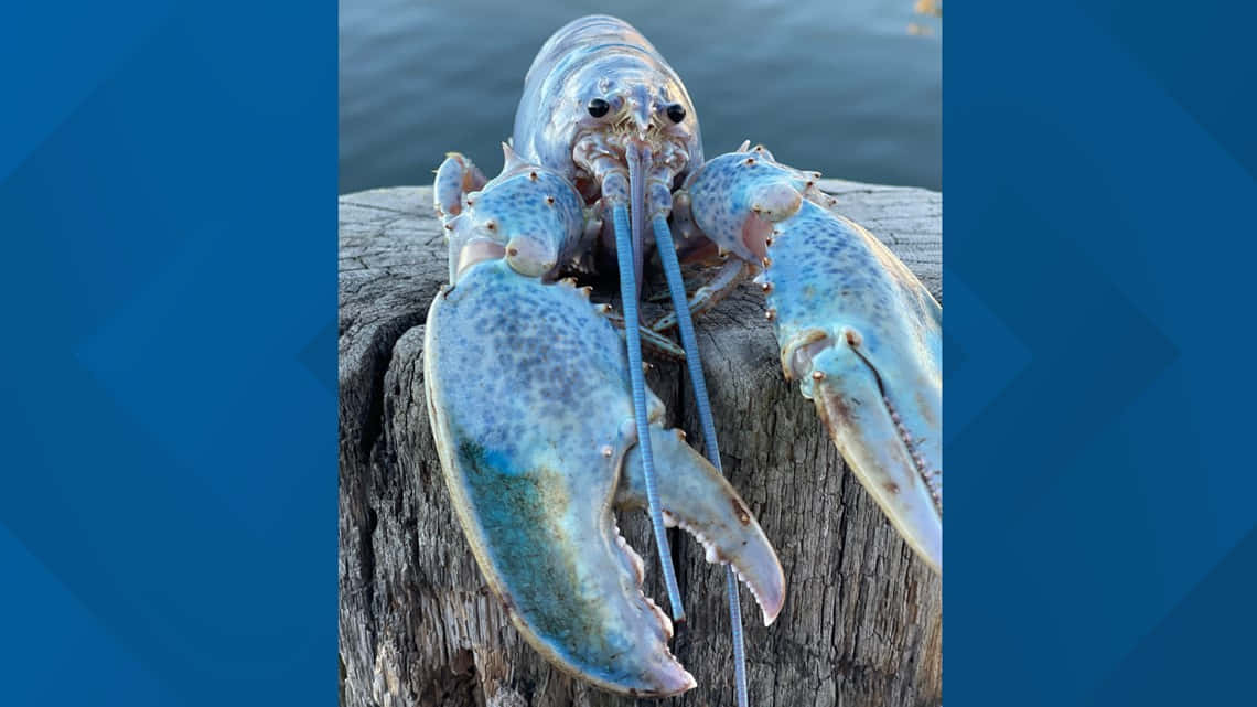 Lobster 桌布 壁紙 — 一隻藍點龍蝦棲息在水邊風化的木樁上的特寫。